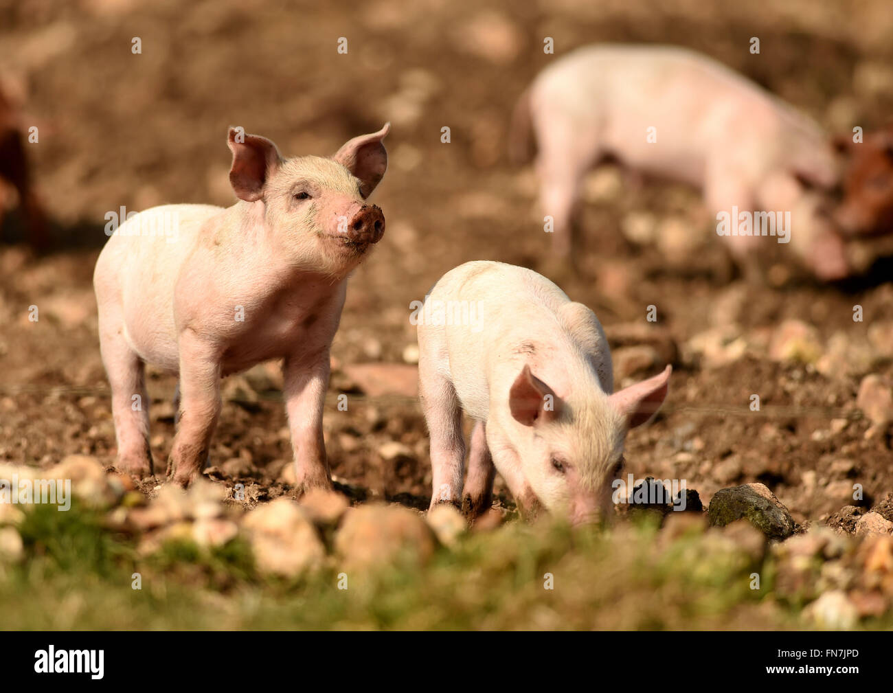 Ferkel, Ferkel Stockfoto