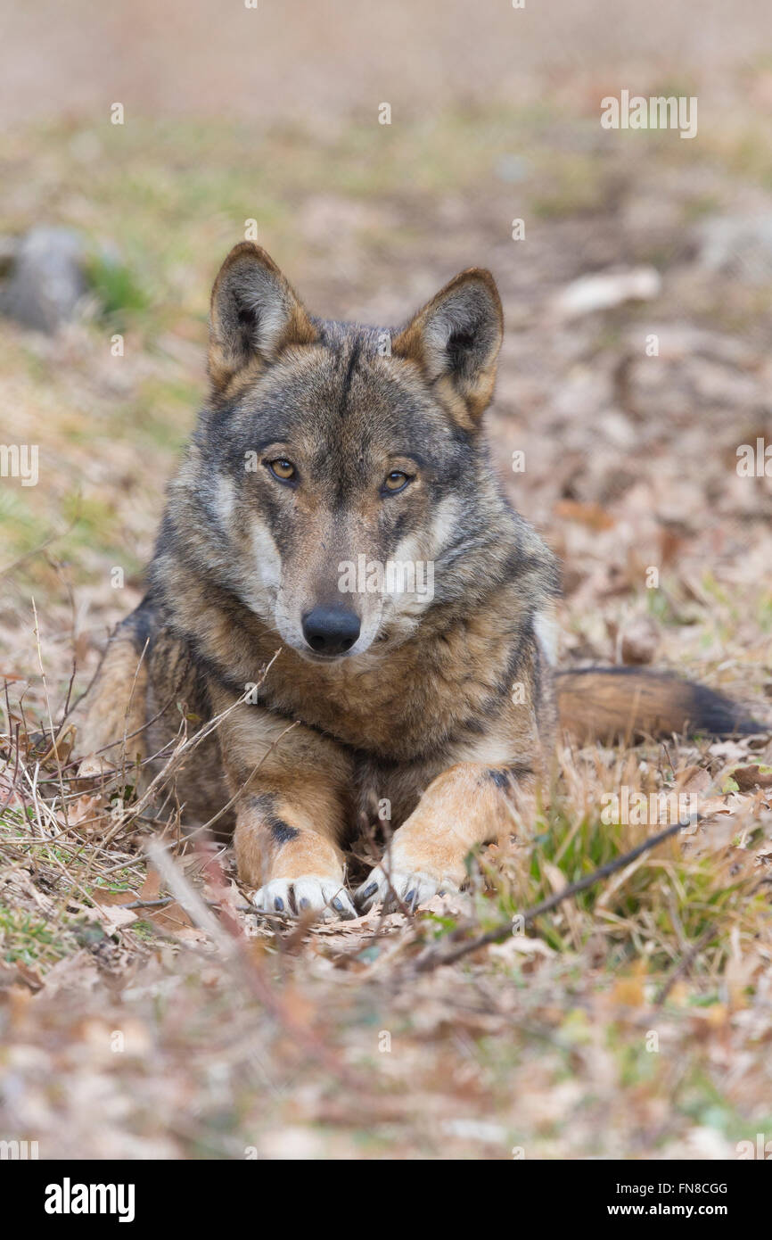 Italienischer Wolf (Canis Lupus Italicus), Gefangene Tier auf dem Boden, Civitella Alfedena, Abruzzen, Italien Stockfoto