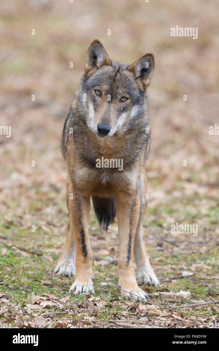 Italienischer Wolf (Canis Lupus Italicus), Gefangene Tier stehen auf dem Boden, Civitella Alfedena, Abruzzen, Italien Stockfoto