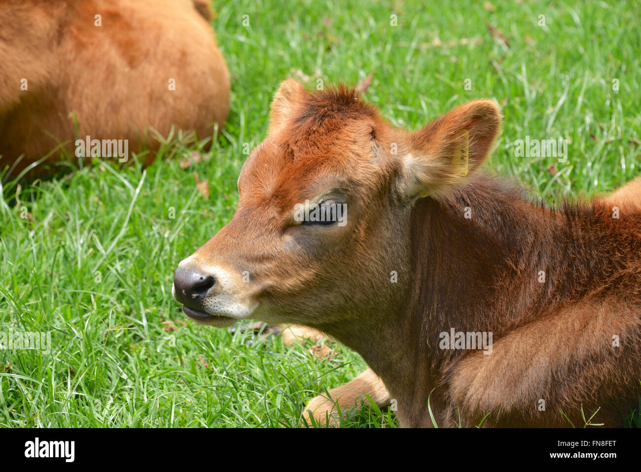 Afrika: Kenia: Kalb auf einer Farm auf einer Teeplantage in Limuru Tee Farm, Naivasha, Nairobi Stockfoto