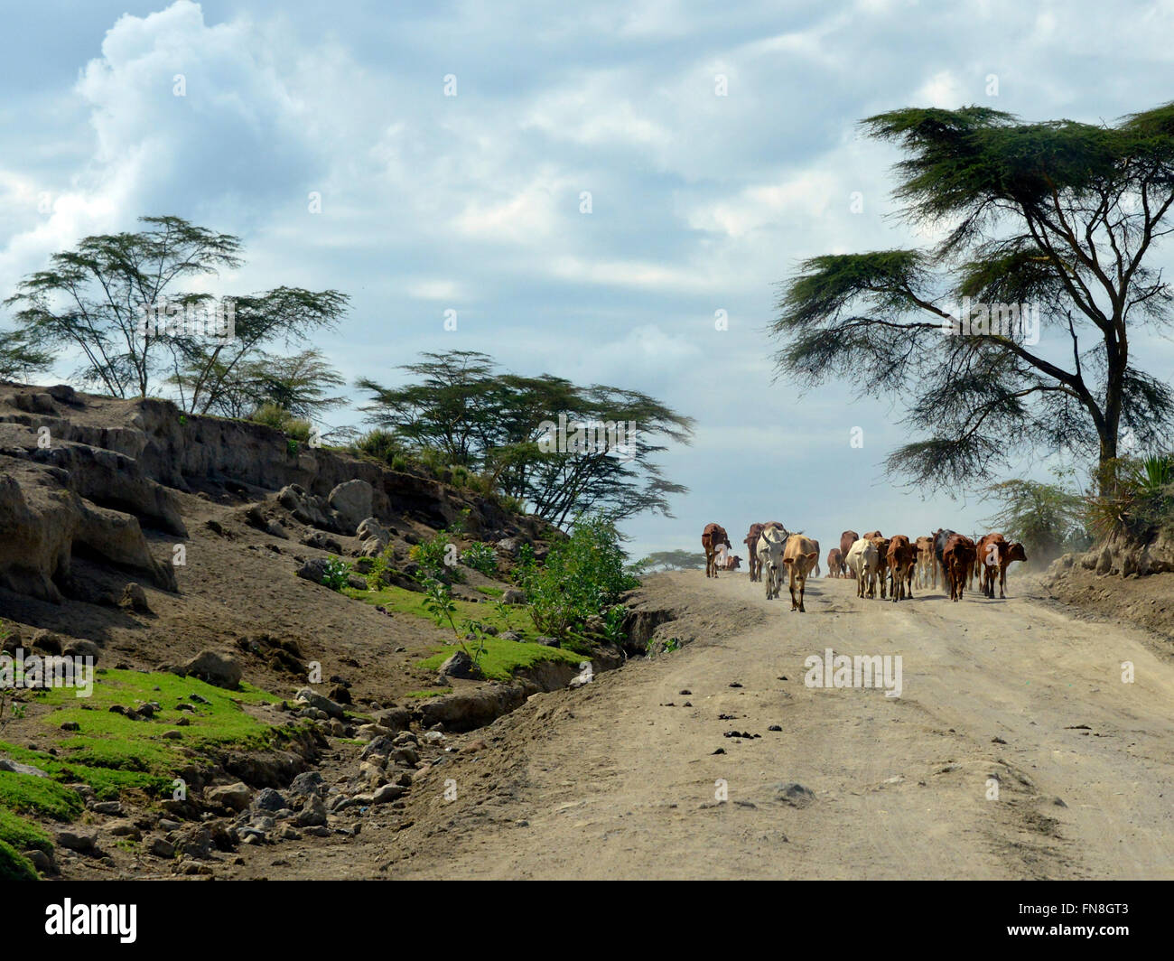 Afrika: Kenia: eine Herde Kühe wandert entlang der Schmutz North Road Lake Naivasha, Nakuru Stockfoto