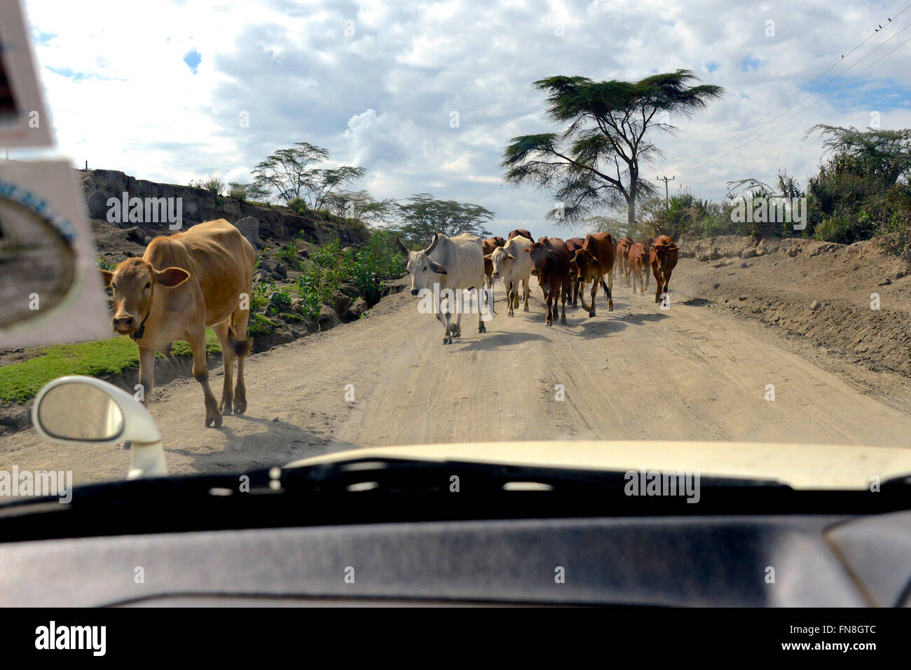 Afrika Kenia: Eine riesige Herde Kühe geht ein 4 x 4 auf North Road Lake Naivasha, Limuru, Nakuru, bei Trockenheit Stockfoto