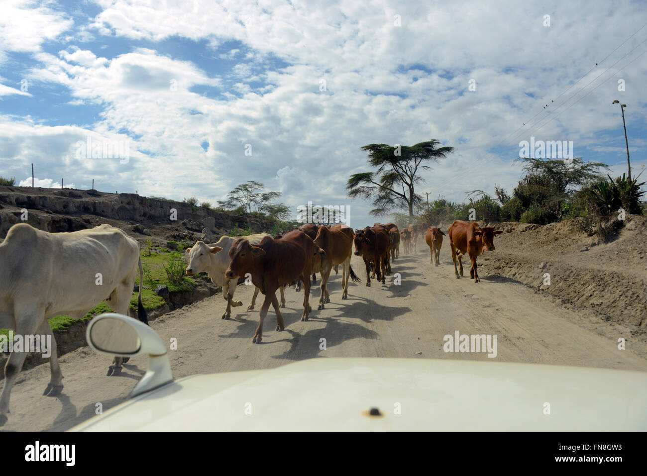 Afrika Kenia: Eine riesige Herde Kühe geht ein 4 x 4 auf North Road Lake Naivasha, Limuru, Nakuru, bei Trockenheit Stockfoto