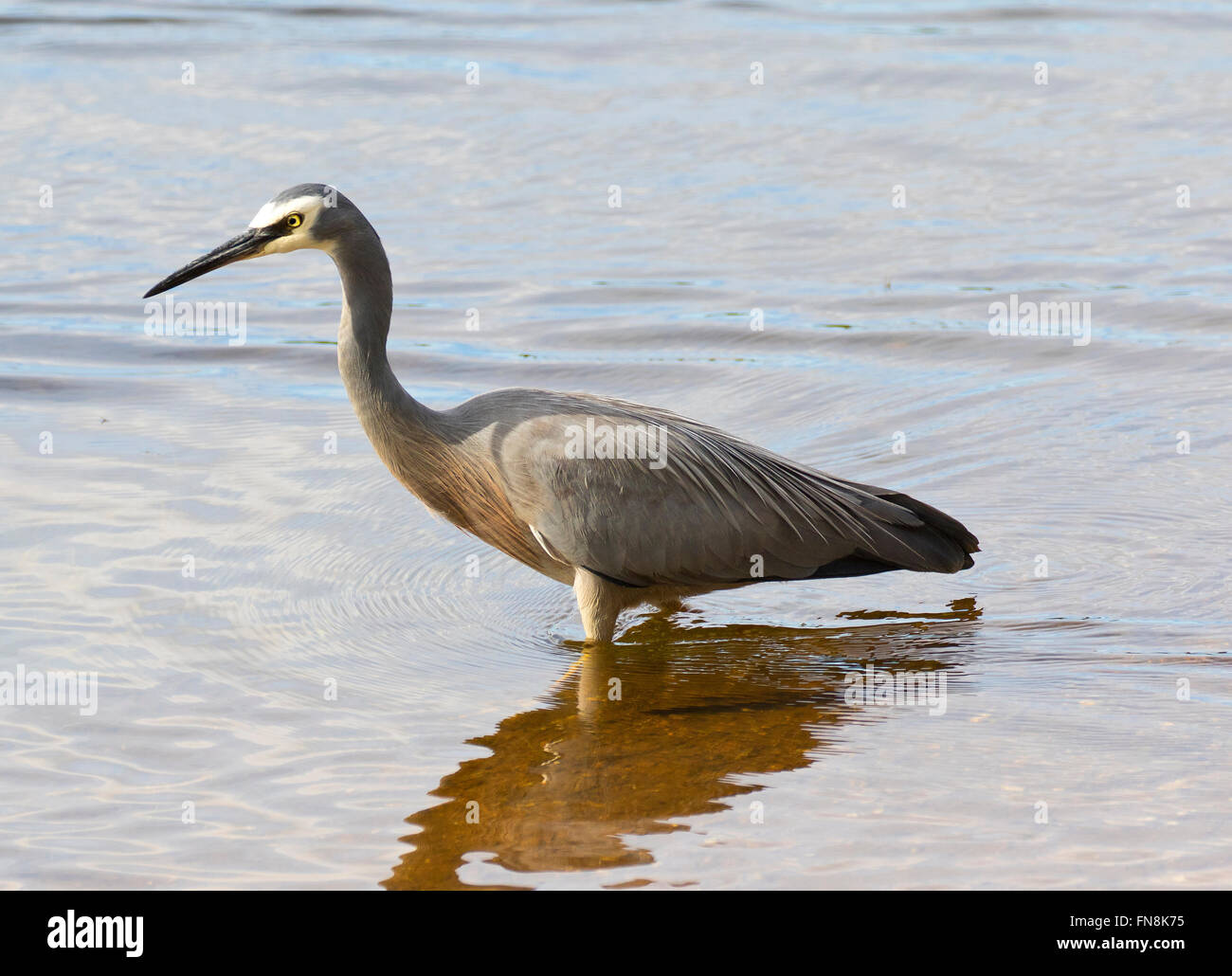 Konfrontiert weißen Reiher stalking Opfer stehen im Wasser des Sees Samsonvale, Brisbane, Australien Stockfoto