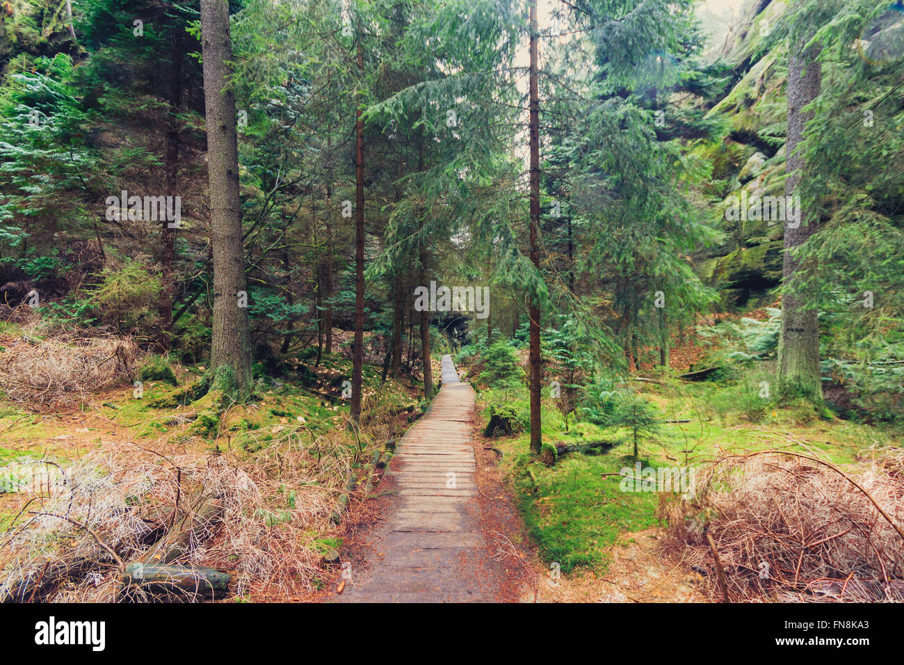 hölzerne Wanderweg durch Waldlandschaft Stockfoto