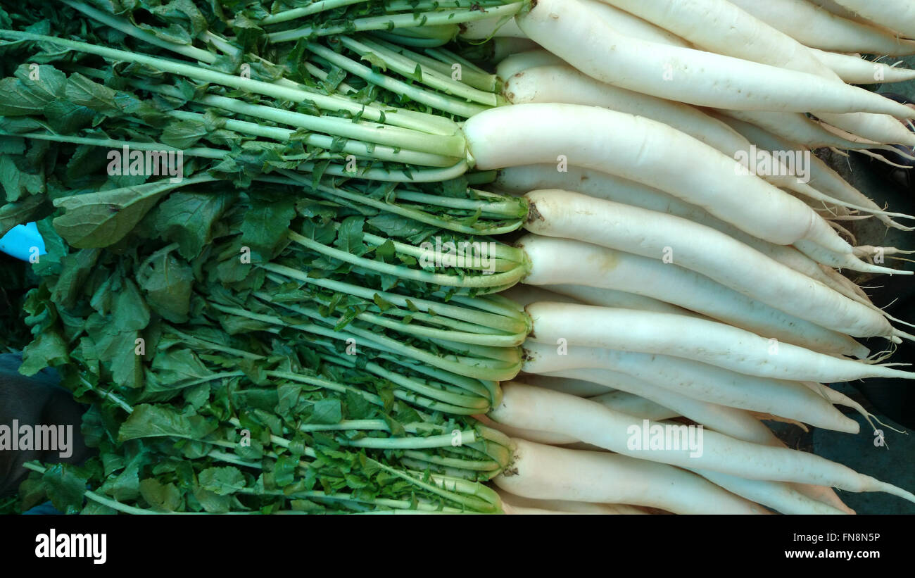 Raphanus Sativus var. Longipinnatus, Daikon, kultiviert Gemüse Ernte mit langen, weißen Stamm lang gefiedert Stockfoto