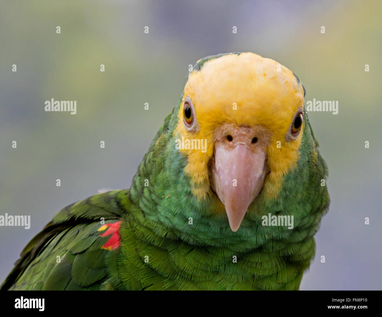 Amazon gelb-vorangegangene Papagei fotografiert / abgebildet an Maleny Botanoc Garten Voliere Queensland, Australien Stockfoto