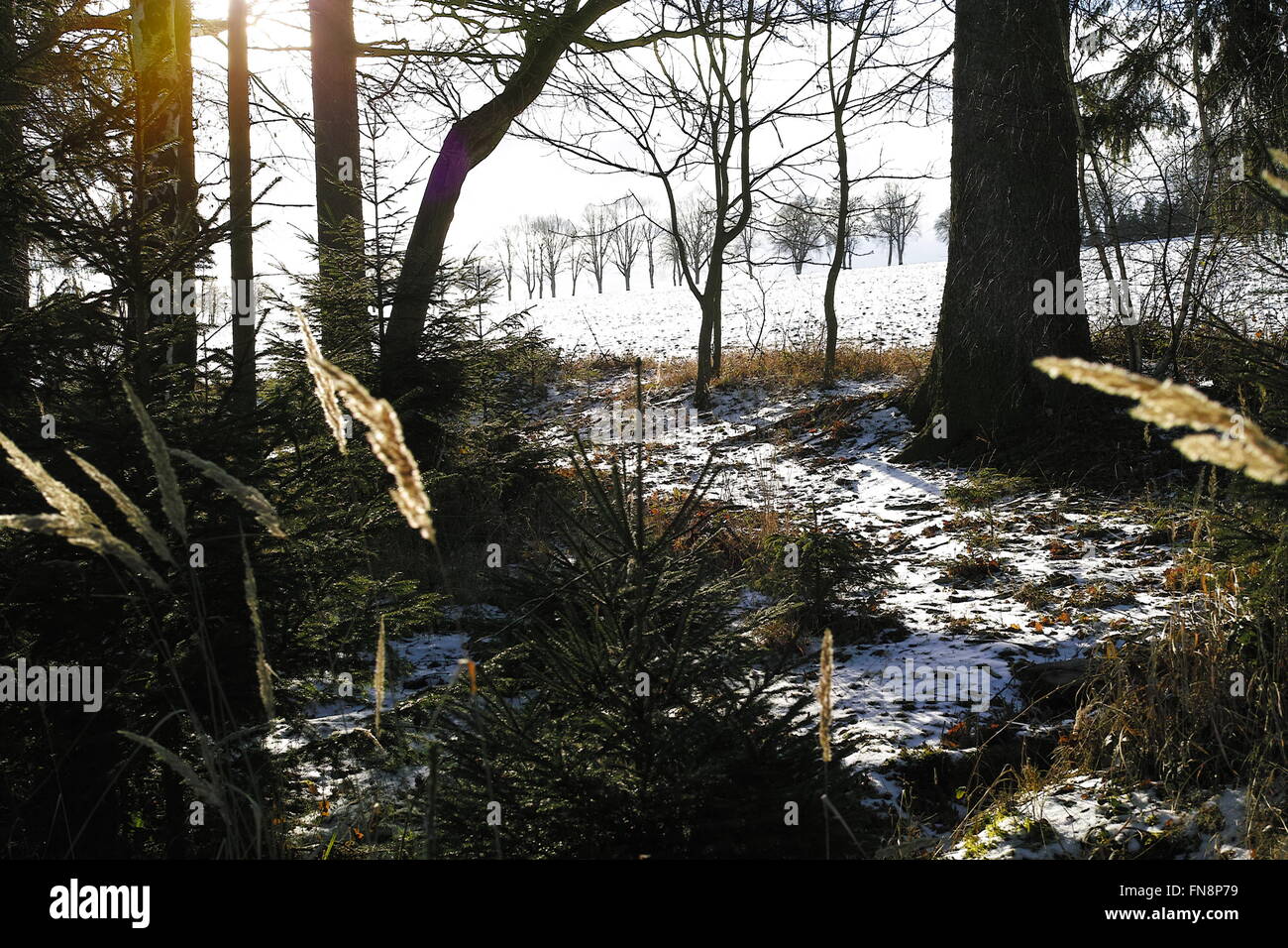 Winterliche Landschaft aus Wald Stockfoto