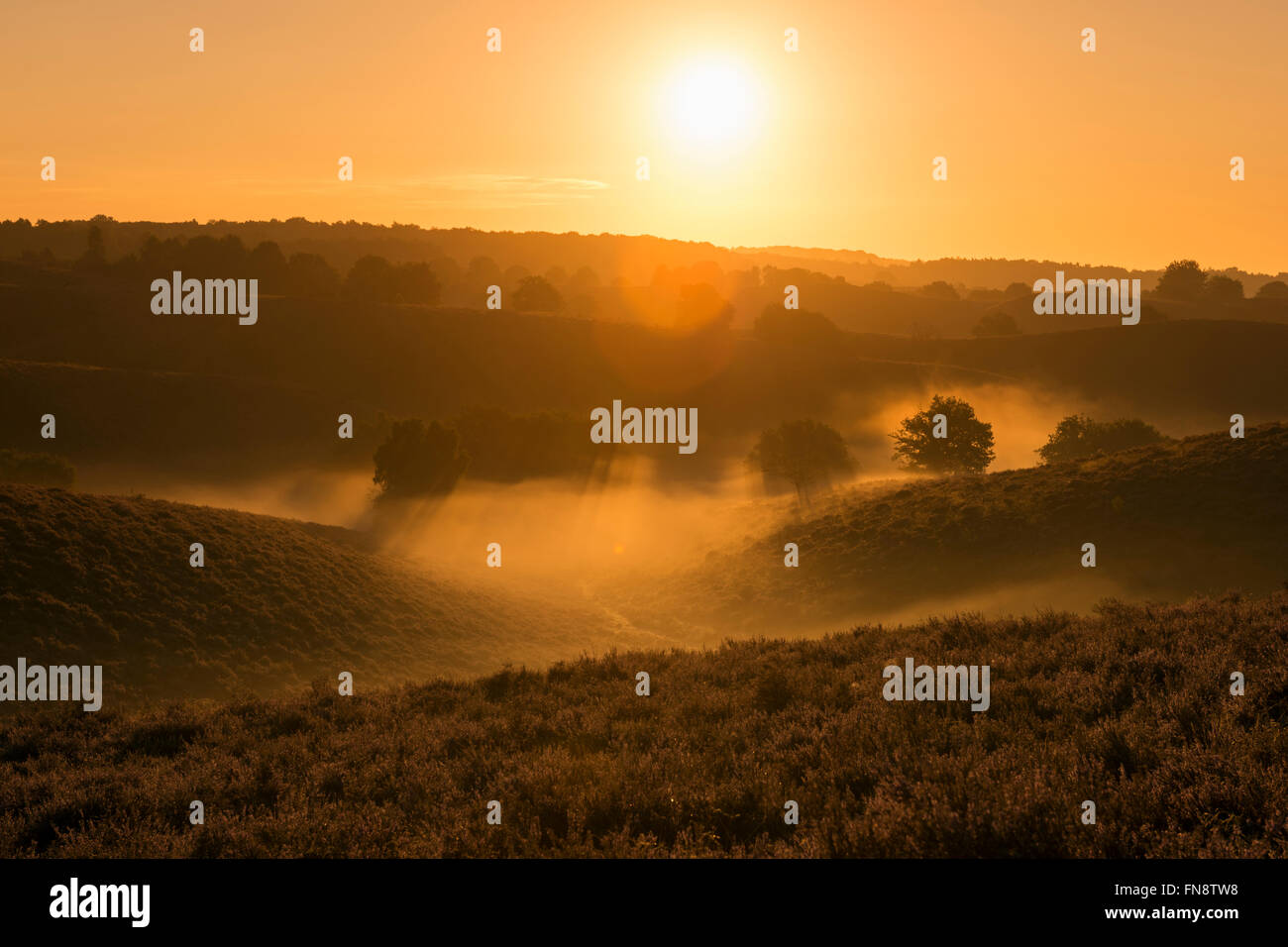 Sonnenaufgang über endlose Hügel mit blühenden Heidekraut mit Nebelbänken in den Tälern, Veluwe (Niederlande), voller Atmosphäre. Stockfoto