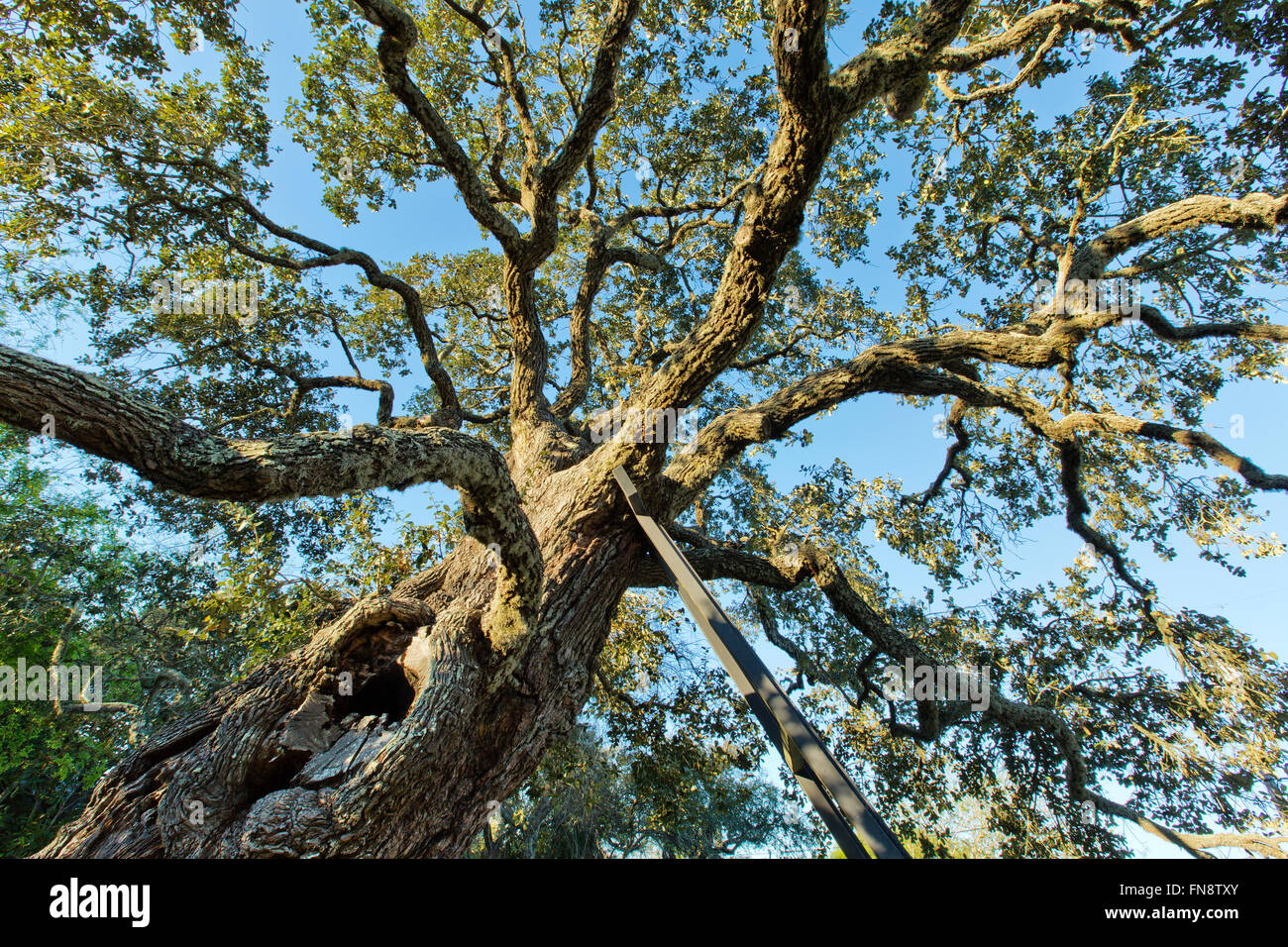 Coastal Live Oak, unterstützt von einem Eisenrahmen. Stockfoto