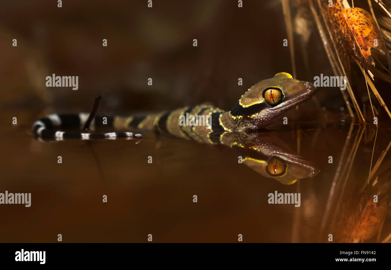 Bent-toed Gecko (Cyrtodactylus Macrotuberculatus) im Regenwald, Malaysia Stockfoto