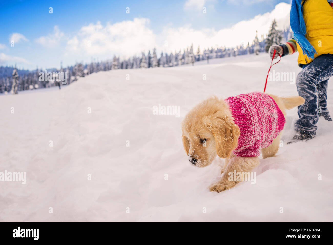 Junge Wandern golden Retriever Welpe Hund im Schnee Stockfoto