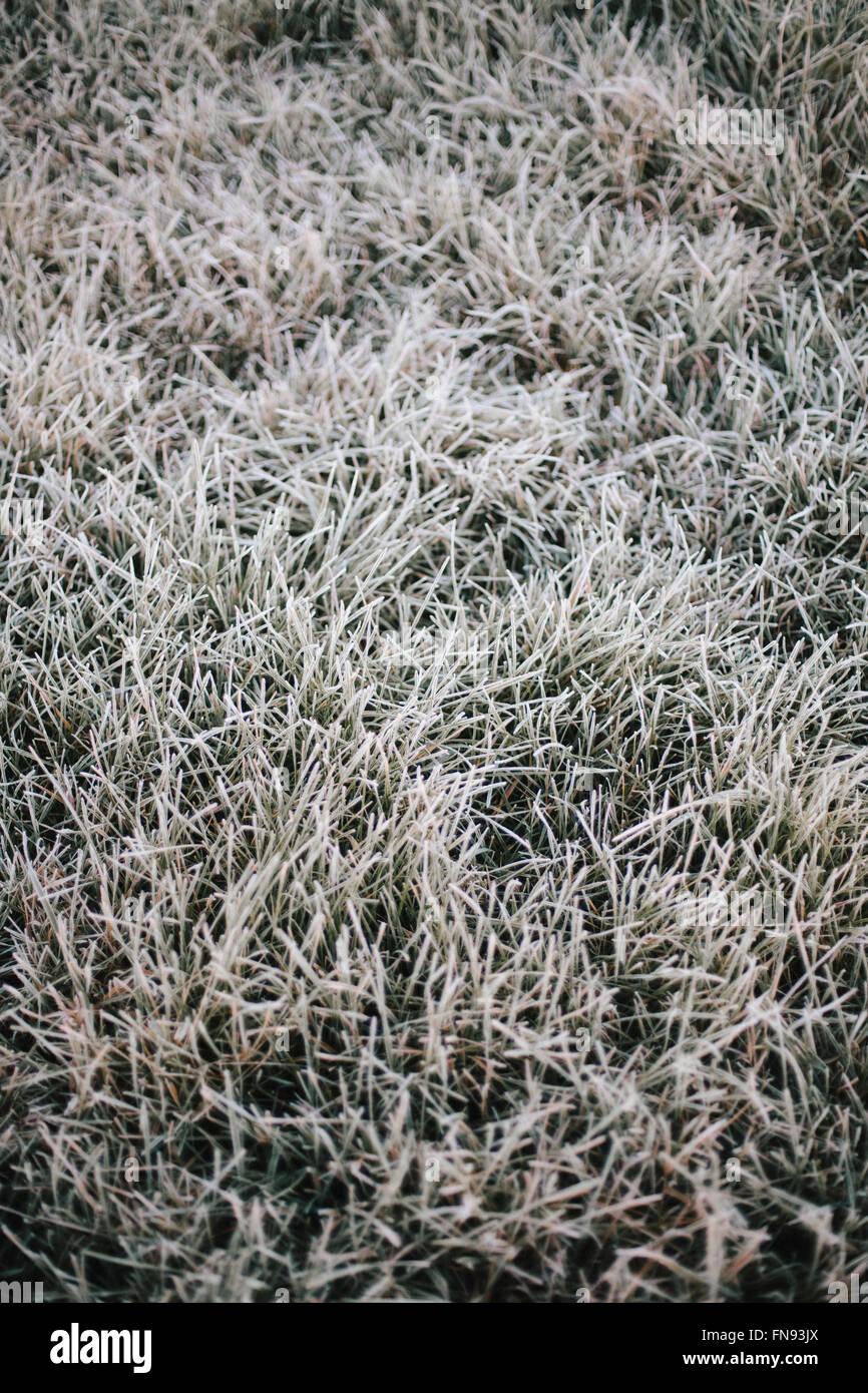 Chillen Sie am frühen Morgen, einem leichten Frost auf dem Rasen. Stockfoto