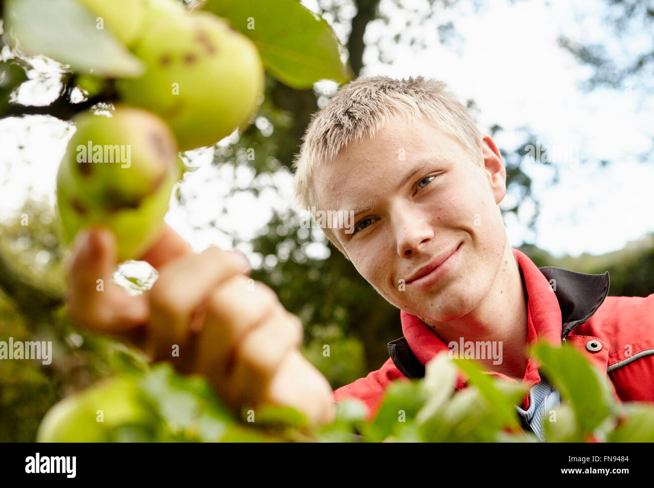 Ein junger Mann, um wählen Sie Mostäpfel aus dem Ast eines Baumes in einem Obstgarten zu erreichen. Stockfoto