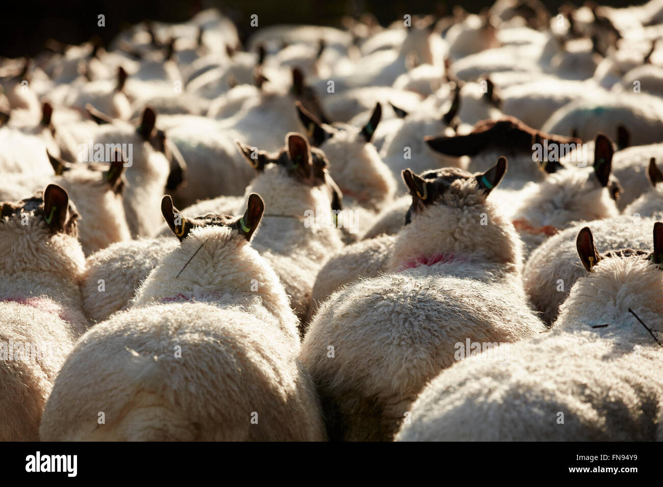 Eine Herde von Schafen mit breiten Rücken und Dicke Vliese, zusammen getrieben. Stockfoto