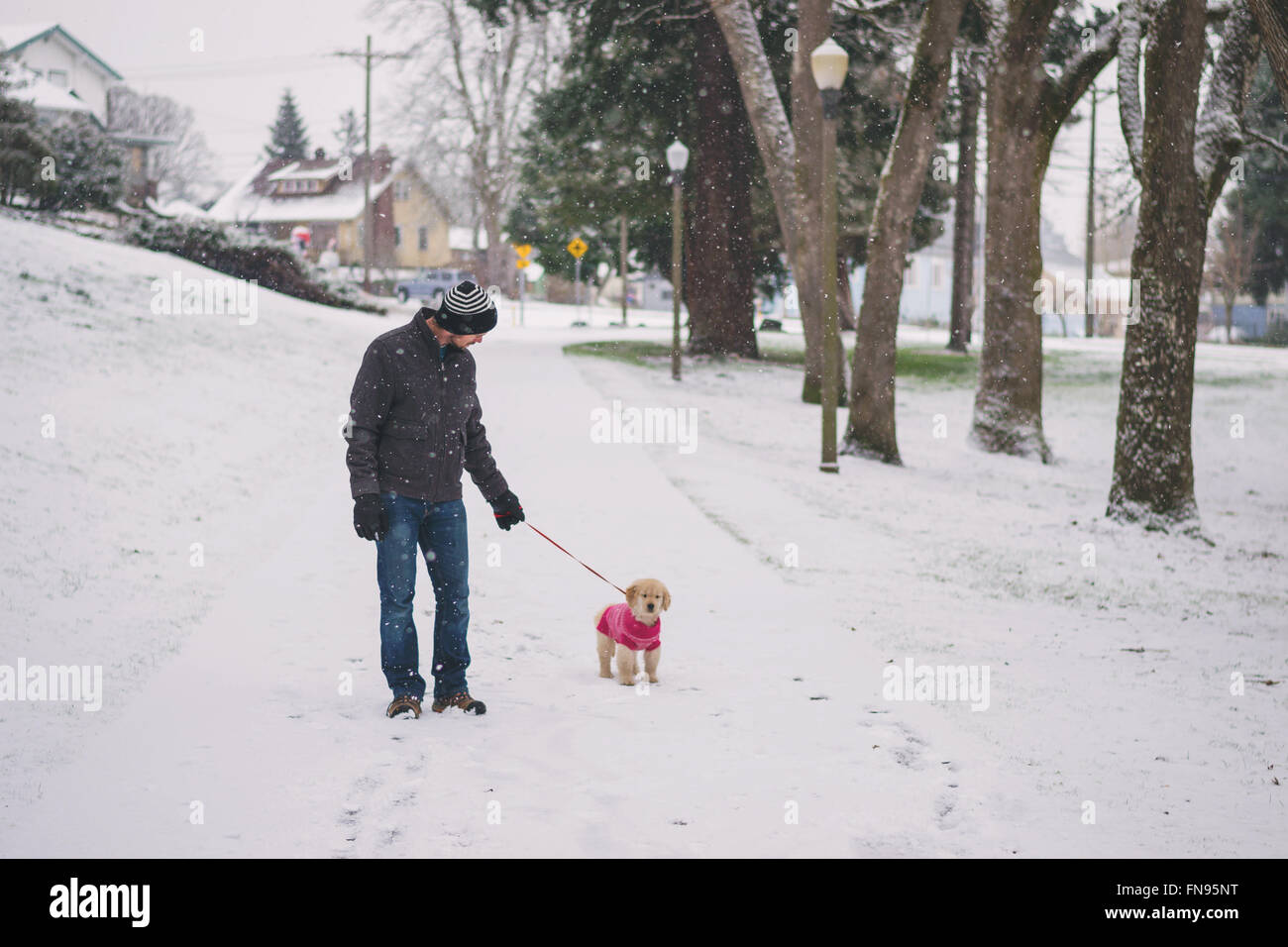 Mitte erwachsenen Mann zu Fuß einen golden Retriever Welpe Hund Stockfoto