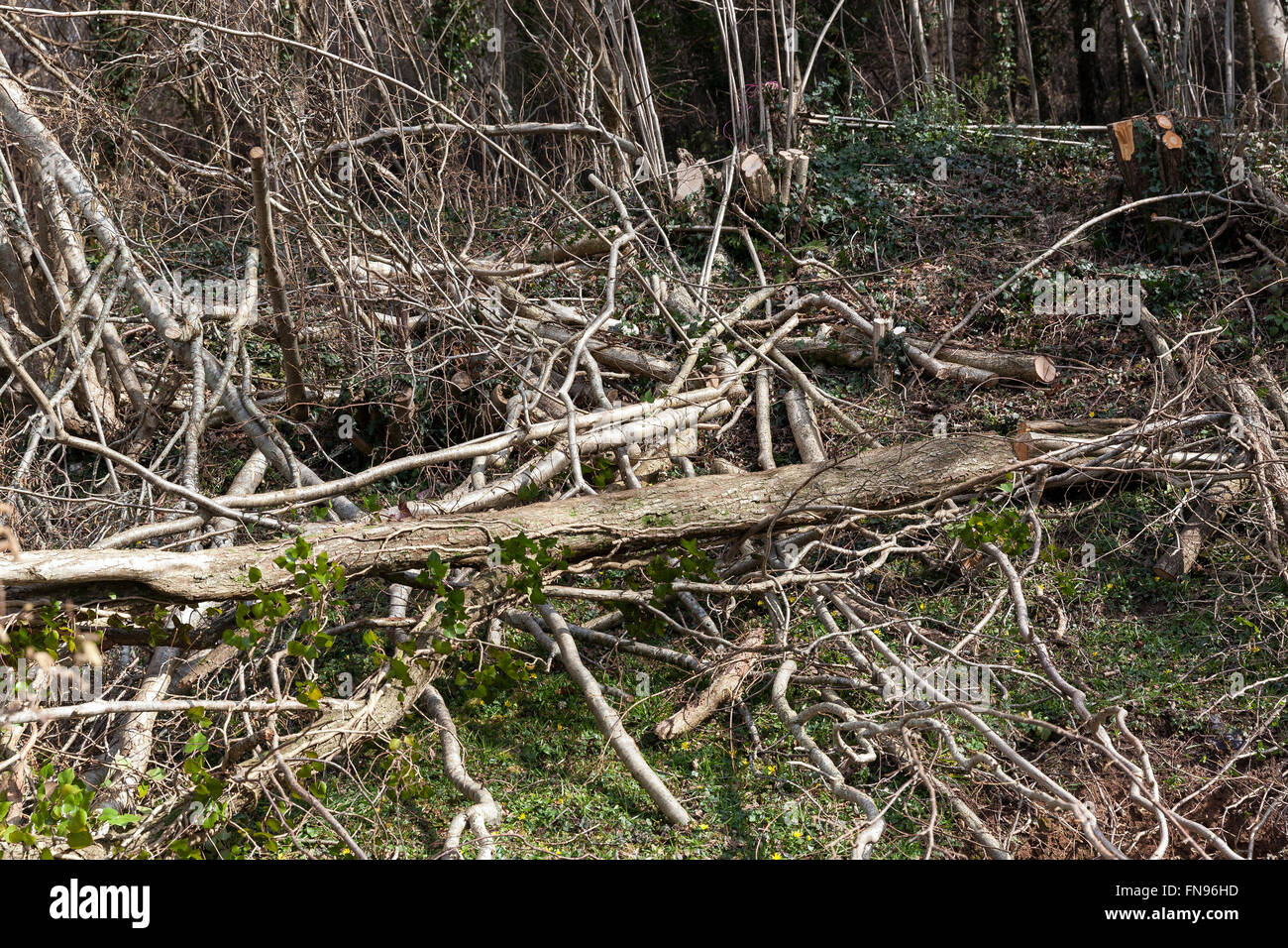 felled Bäume im Wald, Baum, unten, schneiden, Wald, sparen, Papier, hacken, fiel, grün, Holz, Ressourcen, outdoor, Zerstörung, Kreise, ein Stockfoto