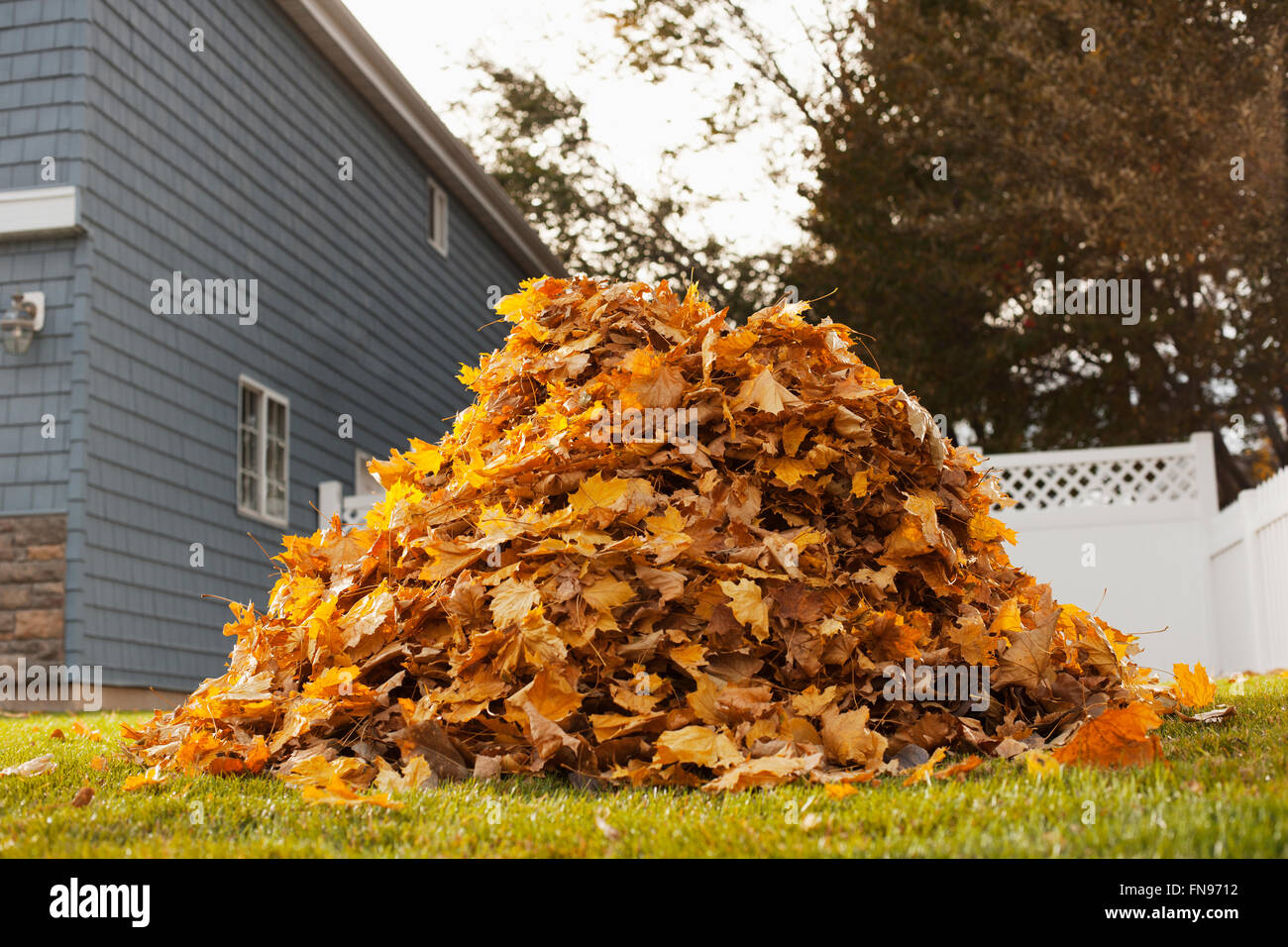 Ein riesiger Haufen geharkt gefallene Herbstlaub in einem Hof. Stockfoto