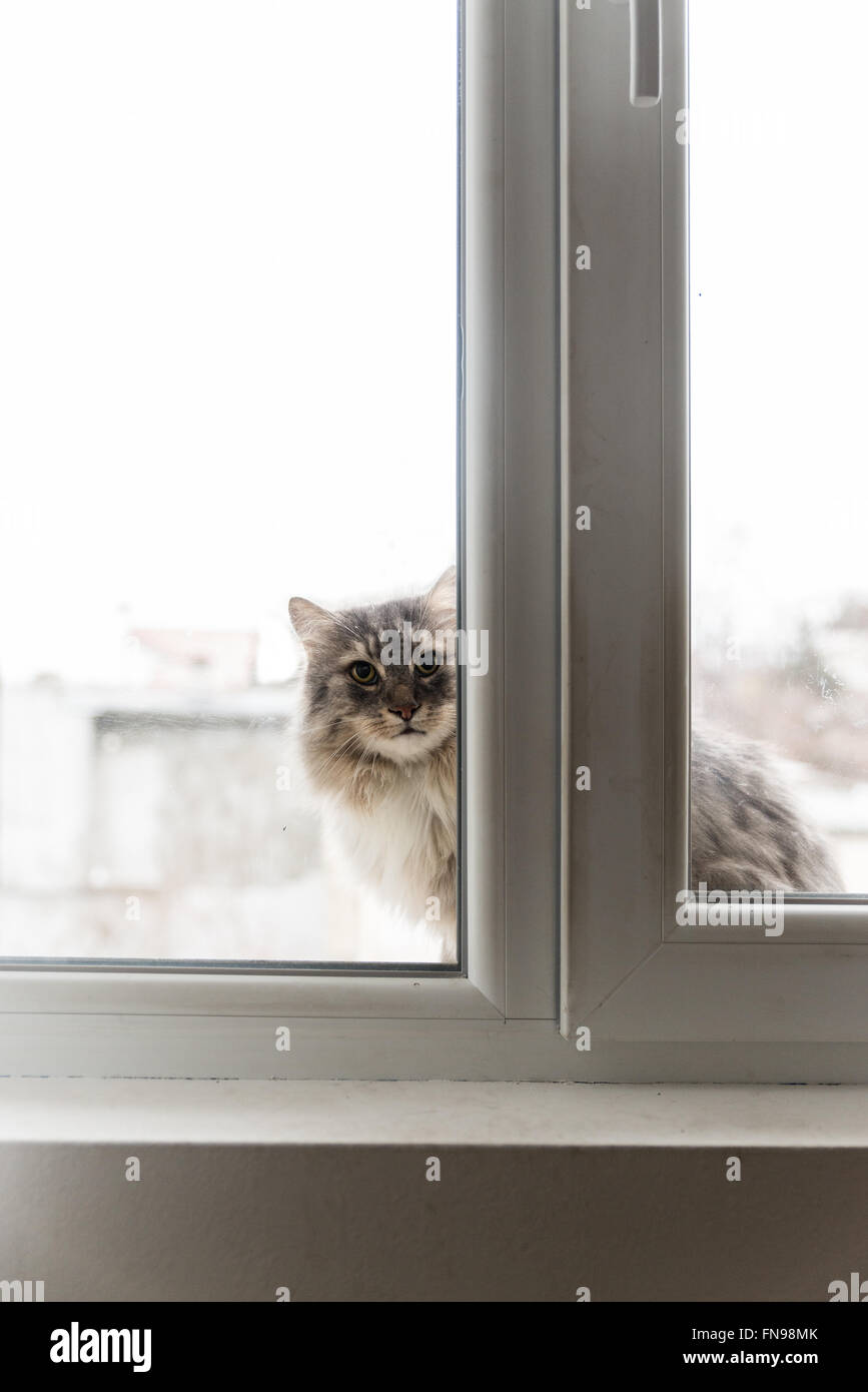Katze Blick durch Fenster Stockfoto