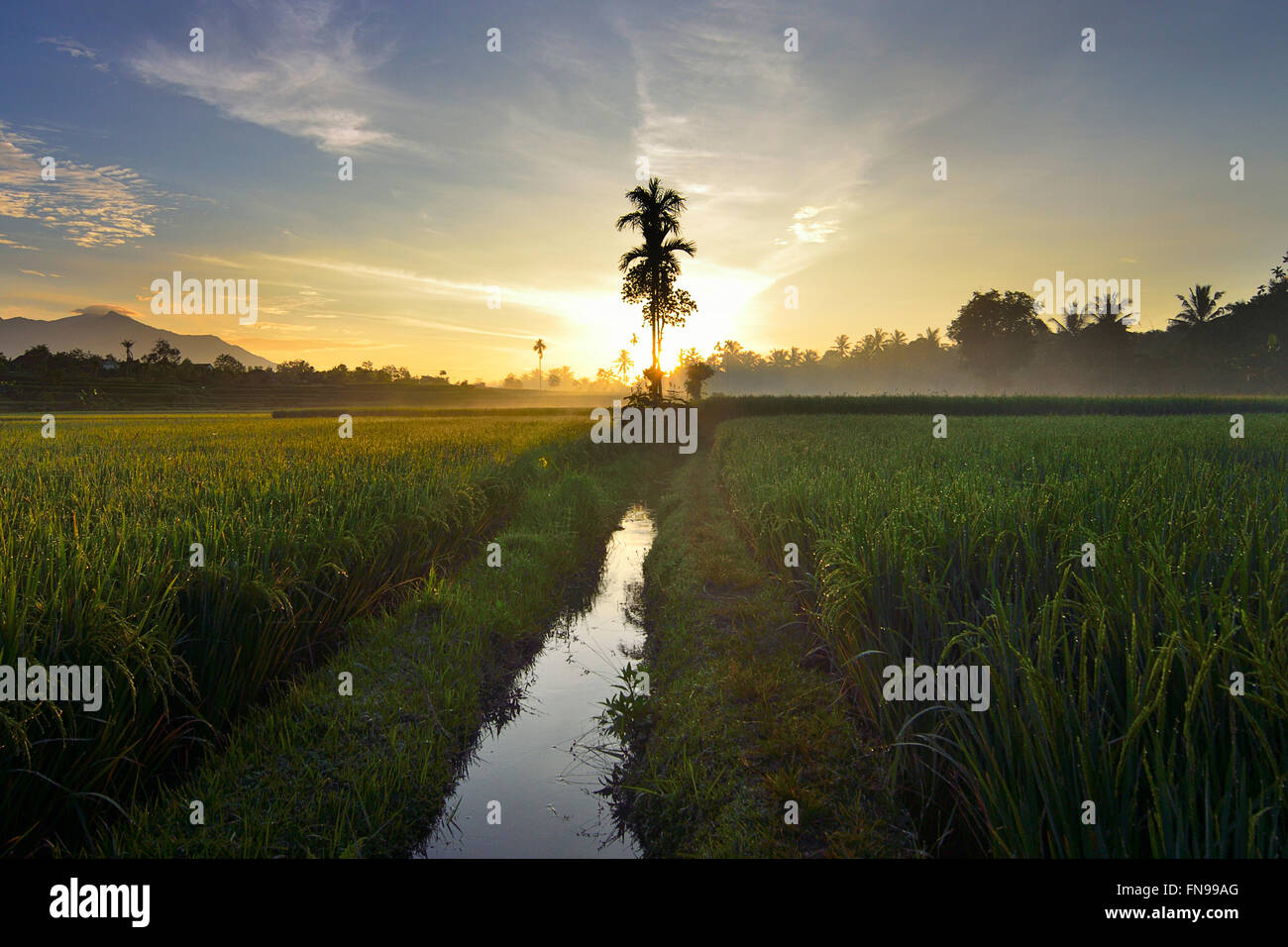 Reisfeld bei Sonnenuntergang, Tenggara, Indonesien Stockfoto