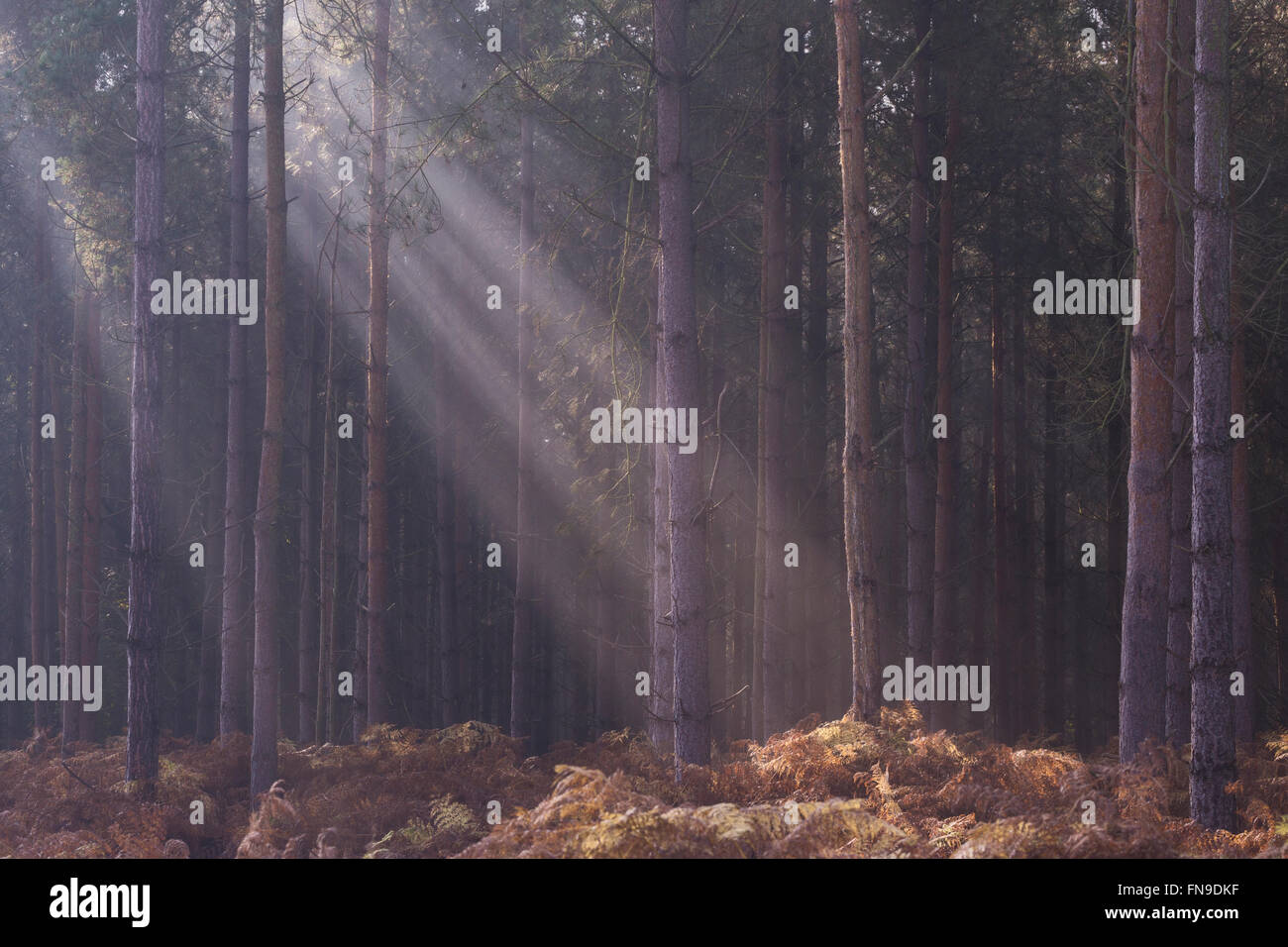 Sonnenstrahlen in Thetford Forest, Norfolk, England, Vereinigtes Königreich Stockfoto