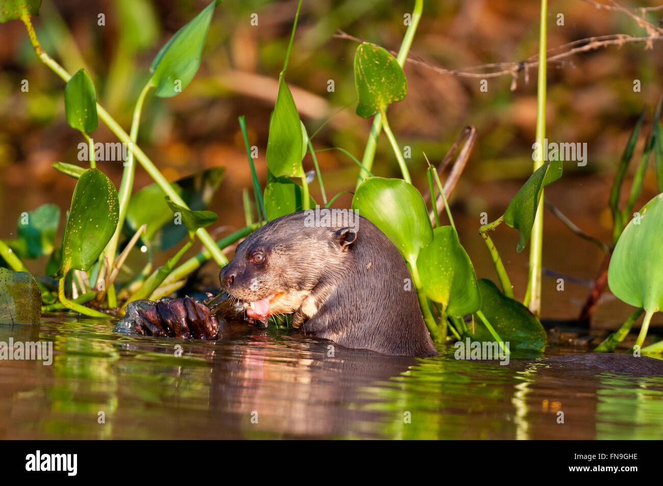 Vom Aussterben bedrohte Fluss Riesenotter (Pteronura Brasilienis) einen Fisch zu essen, im Pantanal in Brasilien Stockfoto