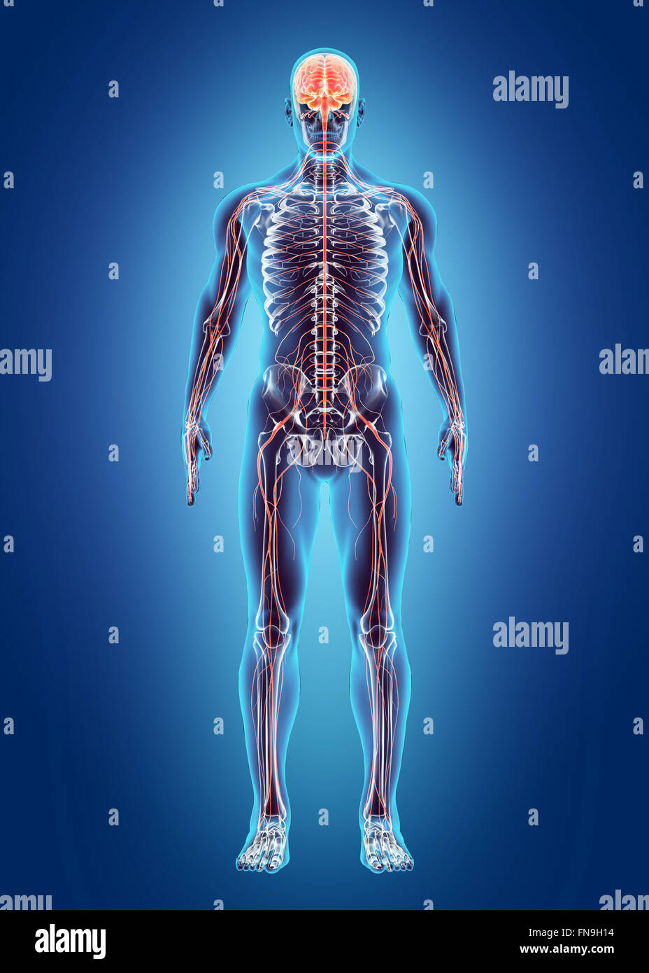 Menschliche interne System - Nervensystem, medizinisches Konzept. Stockfoto