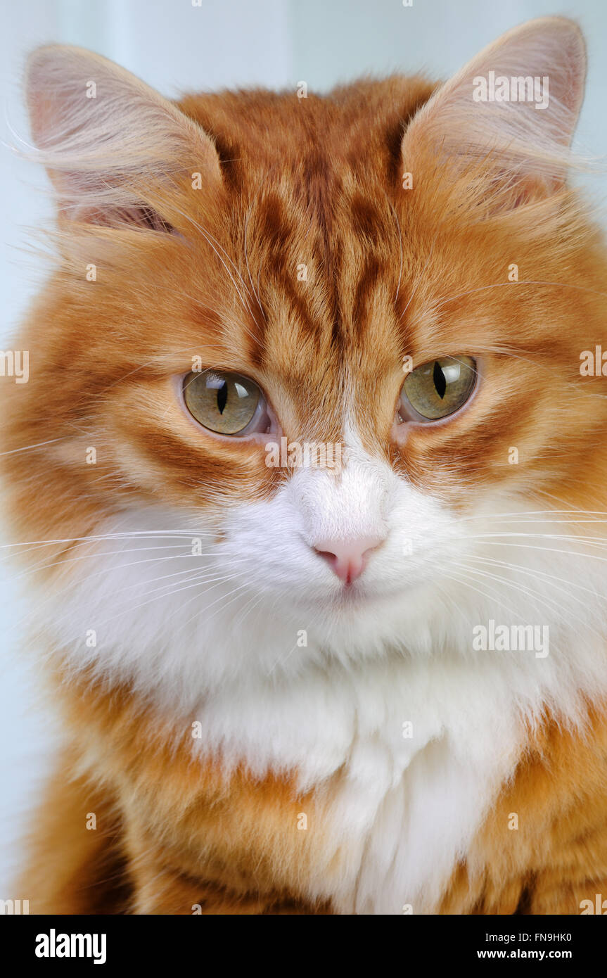 Porträt einer sitzenden Erwachsenen rote Katze Nahaufnahme Stockfoto