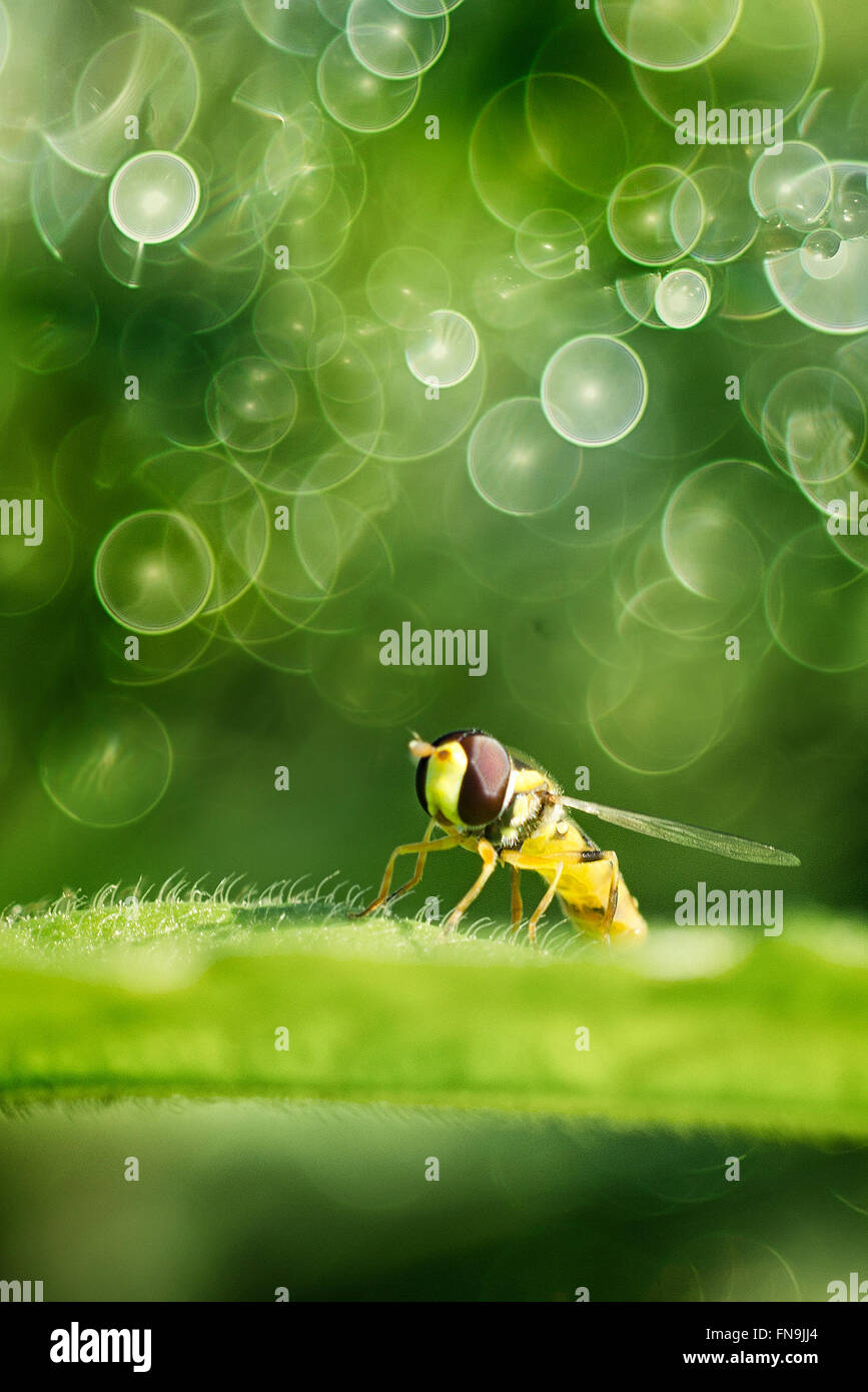 Biene auf einem Blatt sitzen Stockfoto