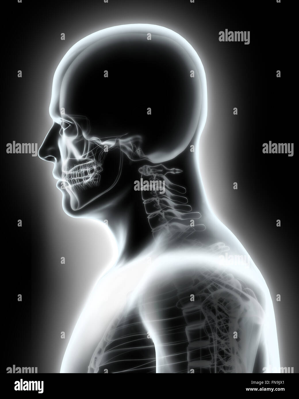 Skelett System - x-ray Oberteil menschliche, medizinische Konzept. Stockfoto