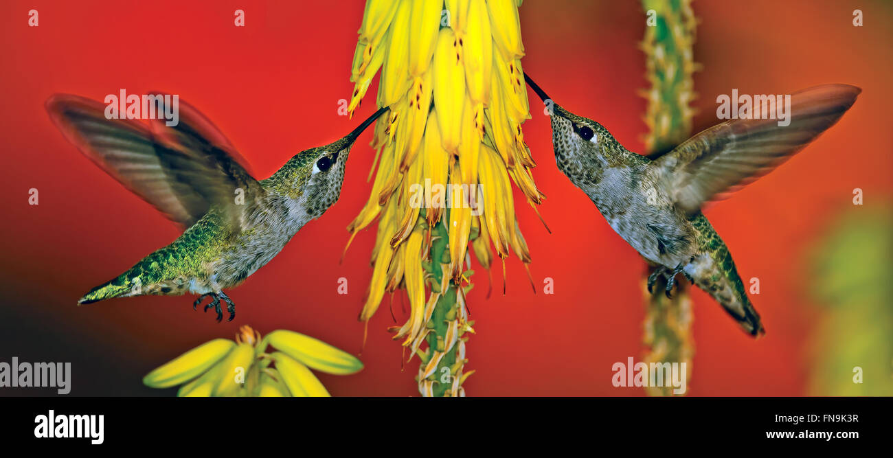Weibliche Annas Kolibris füttern auf Aloe Blumenstiel Stockfoto