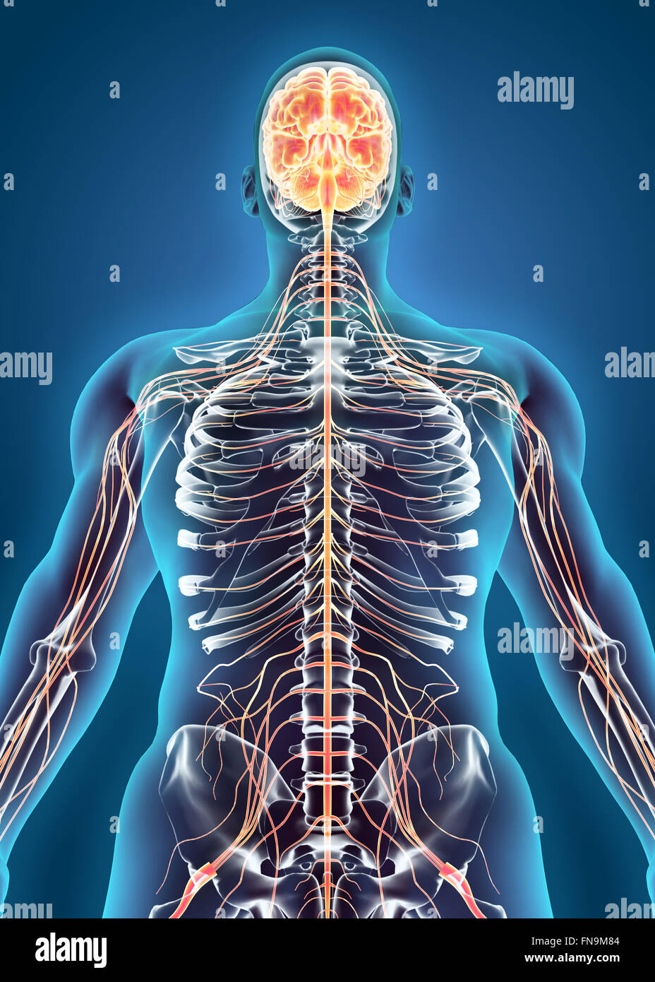 Menschliche interne System - Nervensystem, medizinisches Konzept. Stockfoto