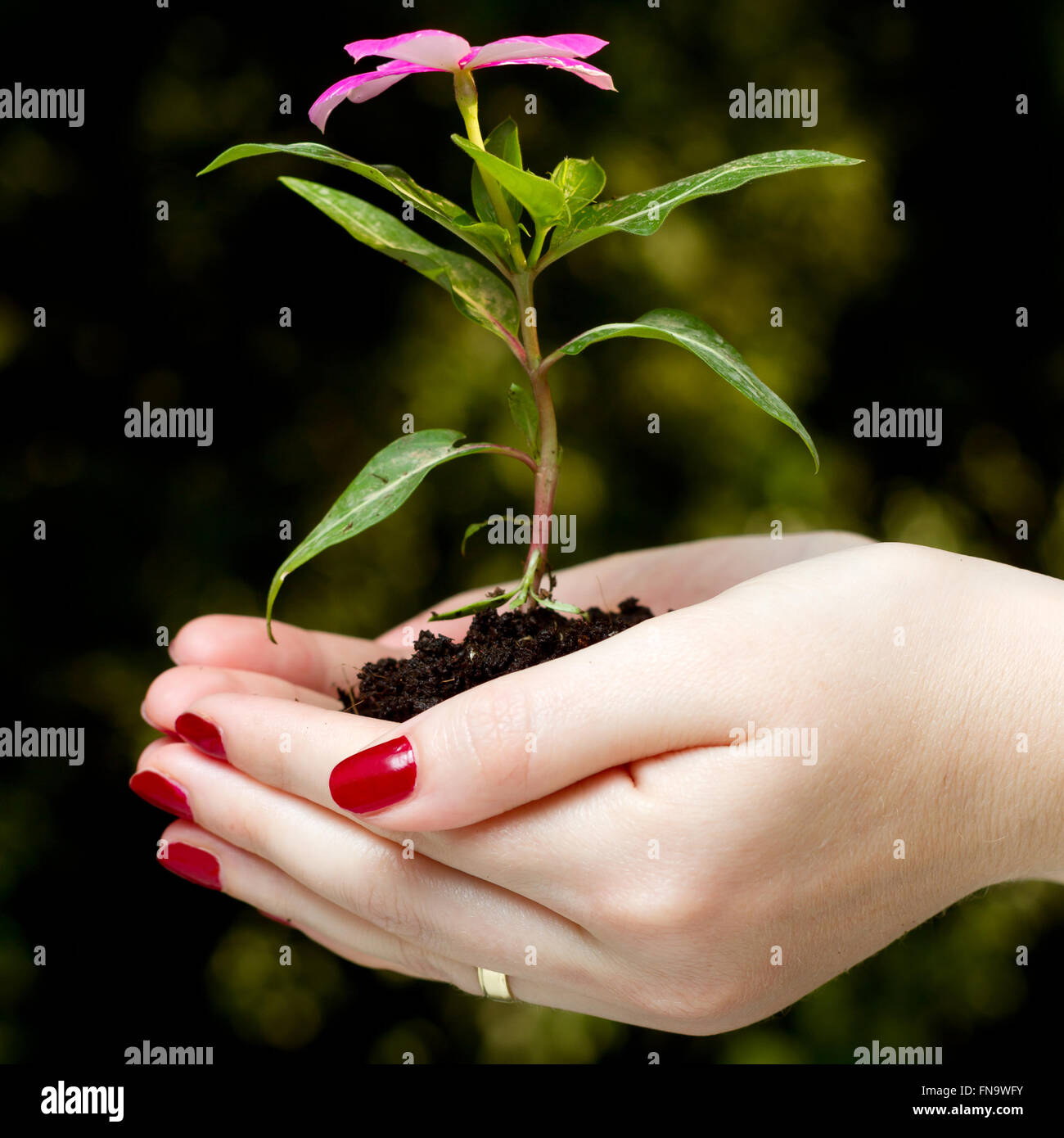 Wachstum und Entwicklung Stockfoto