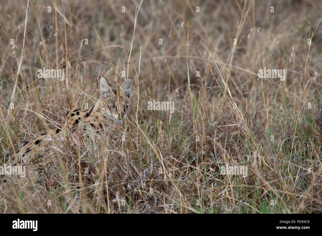 Einsame Serval Katze, Leptailurus Serval, versteckt in den Trockenrasen in der Masai Mara National Reserve, Kenia, Ostafrika Stockfoto