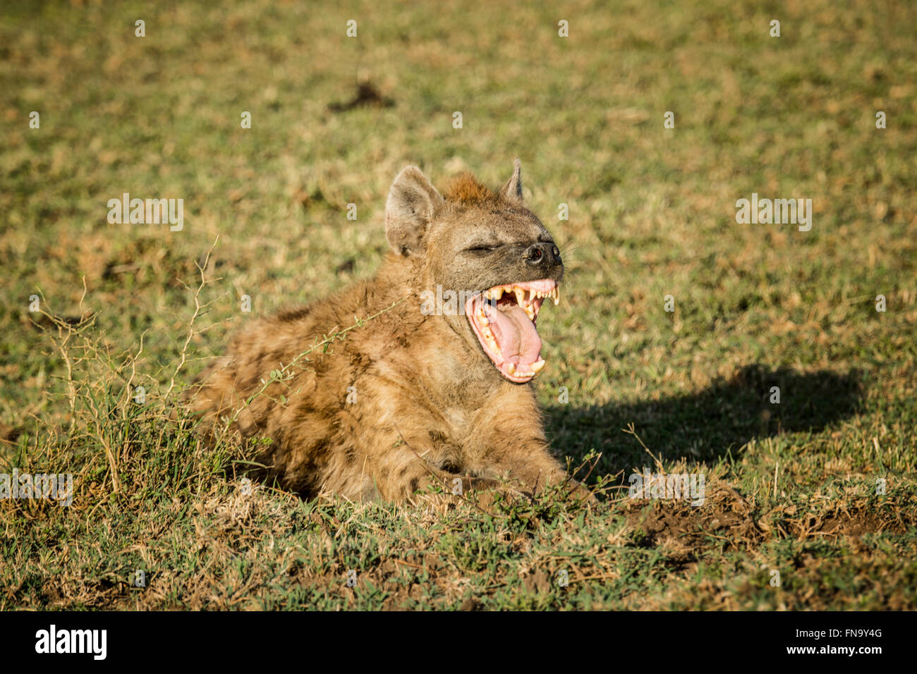 Beschmutzte Hyäne, zeigt Crocuta Crocuta, mit weit offenem Mund Gähnen seine Zähne, Masai Mara National Reserve, Kenia, Afrika Stockfoto