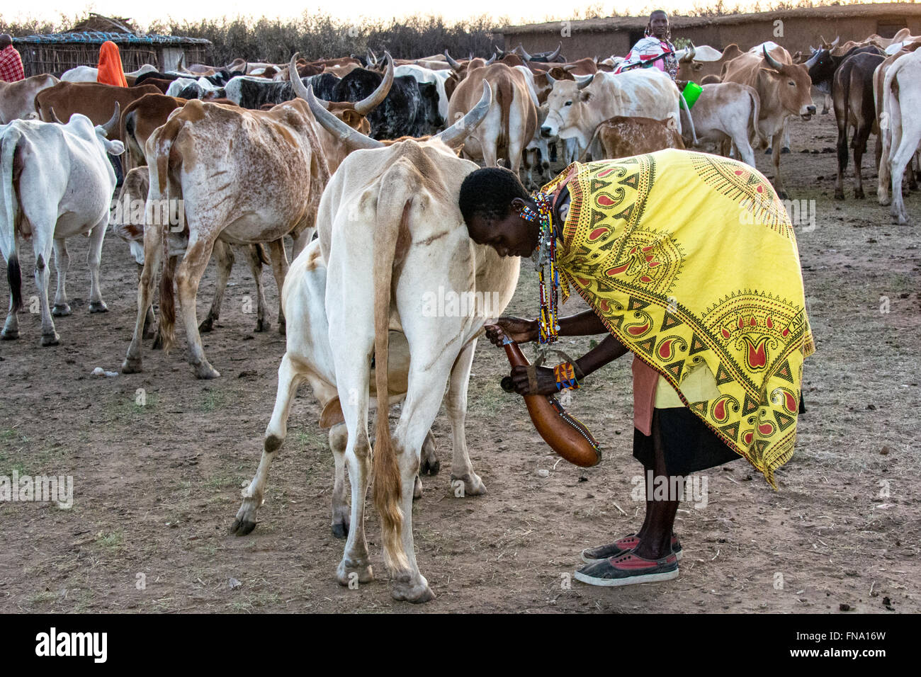 Massai Frau, trägt eine bunte Kanga und Turnschuhe, Melken eine Kuh in einen Kürbis, die traditionelle Arbeit der Frauen in einem Stamm. Stockfoto
