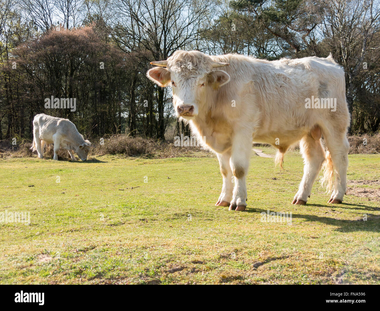 Charolais Fotos und Bildmaterial in hoher Auflösung Alamy