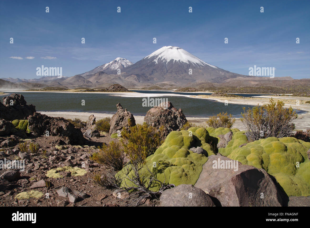 Nationalpark Lauca, Lagunas Cotacotani, die Vulkane Parinacota und Pomerape und Kissen Pflanze (Azorella Compacta), Chile Stockfoto