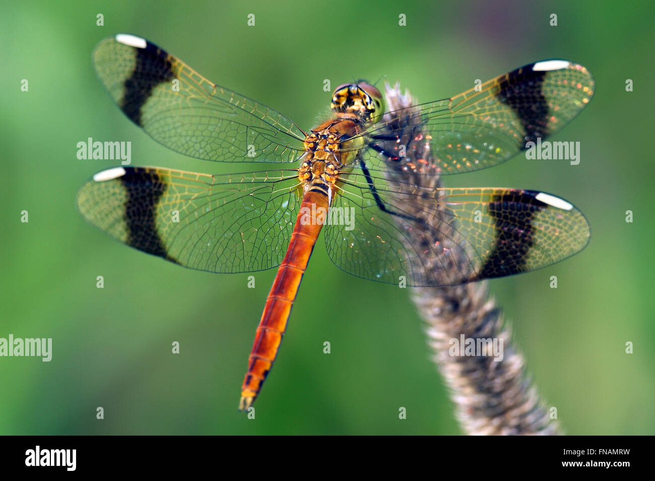 Männliche Libelle gebänderten Darter (Sympetrum Pedemontanum  Stockfotografie - Alamy