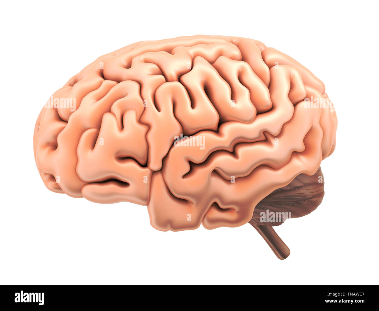 Menschliche Gehirn isoliert (fertig in 3d) Stockfoto