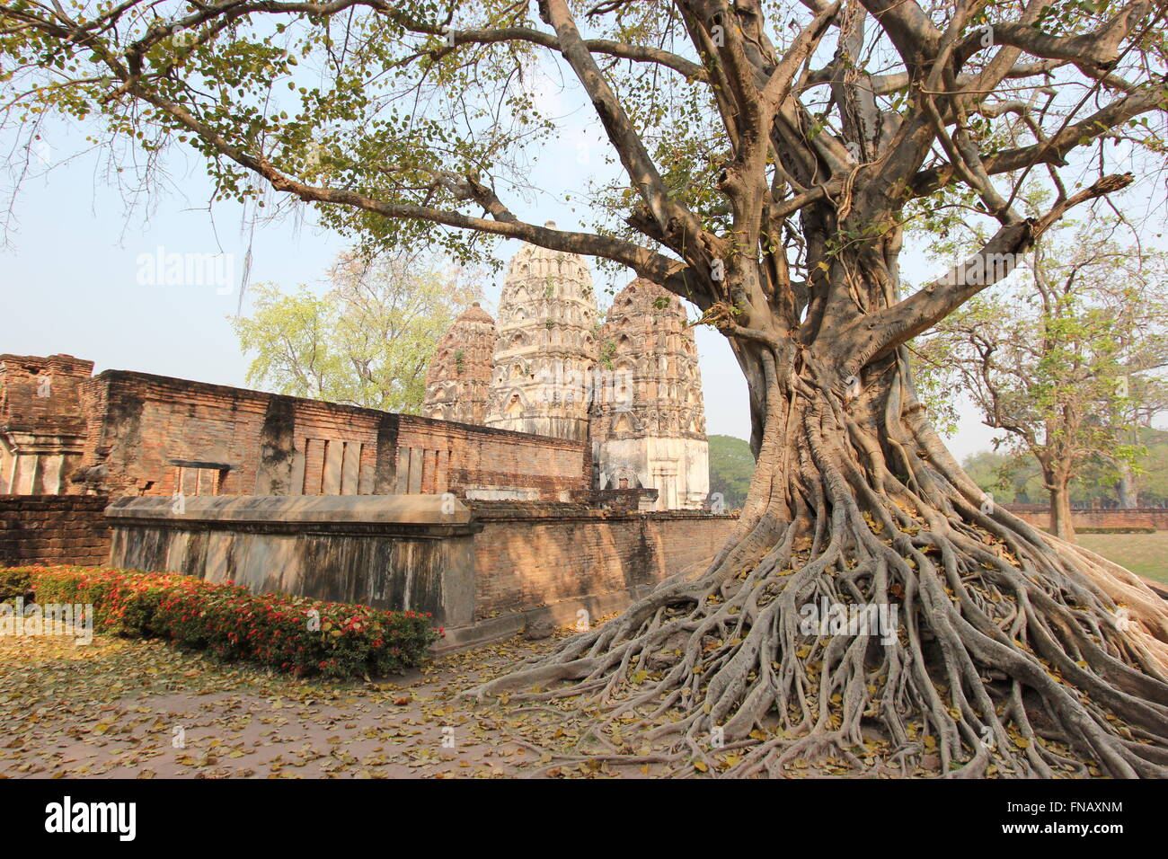 Eine tausend Jahre alte Baum, Wat Si Sawai Tempel Sukhothai Historical Park, Sukhothai, Thailand Stockfoto