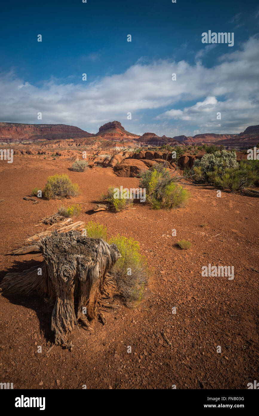 Stumpf eines Baumes mit einem Wüste Hintergrund Stockfoto
