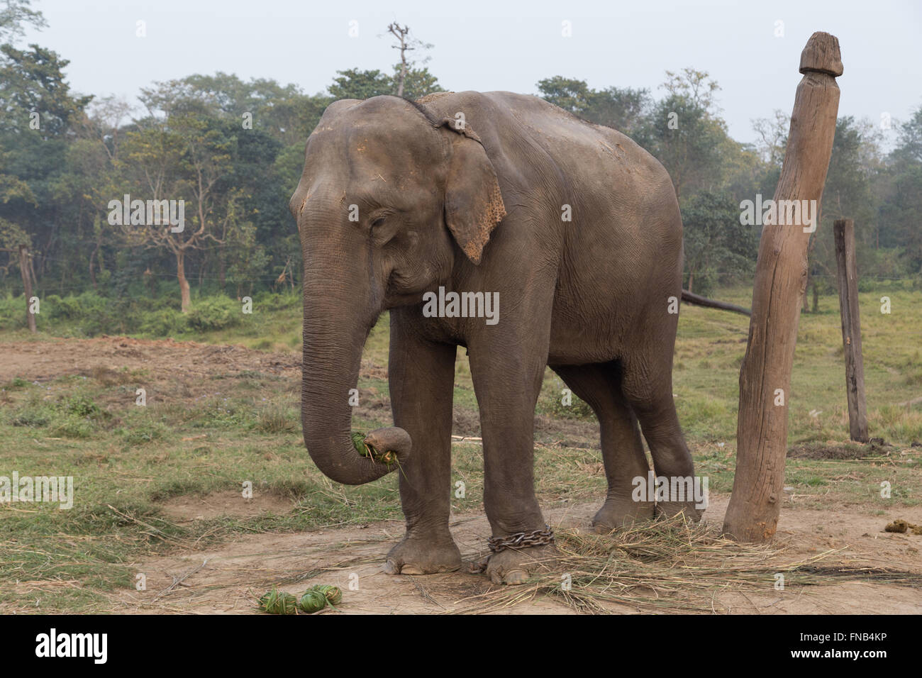 Elefant im Zuchtzentrum im Chitwan Nationalpark, Nepal Stockfoto