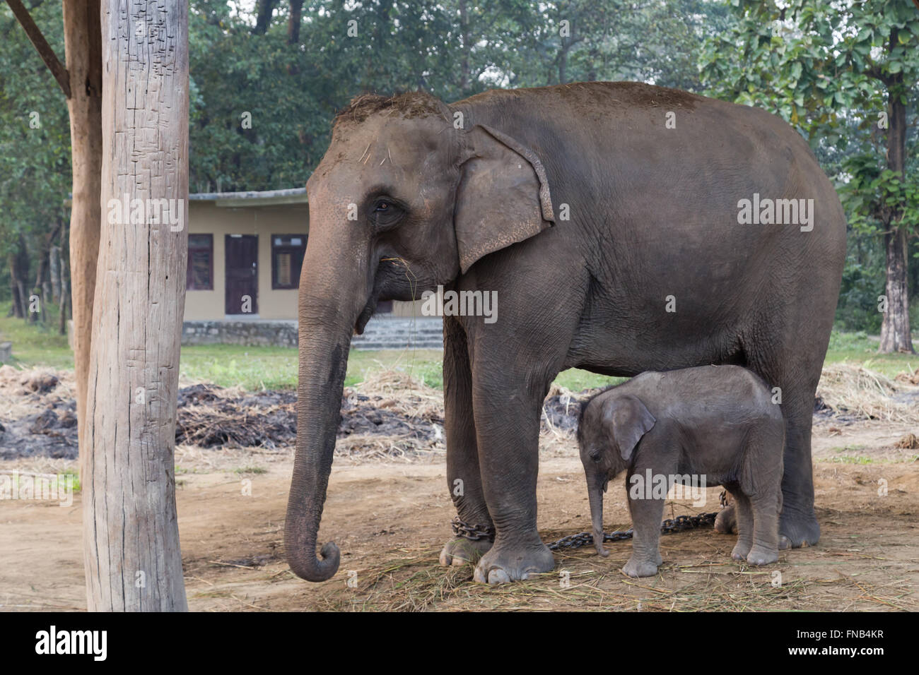 Elefanten-Mutter und Baby in der Zucht Zentrum Chitwan Nationalpark, Nepal. Stockfoto
