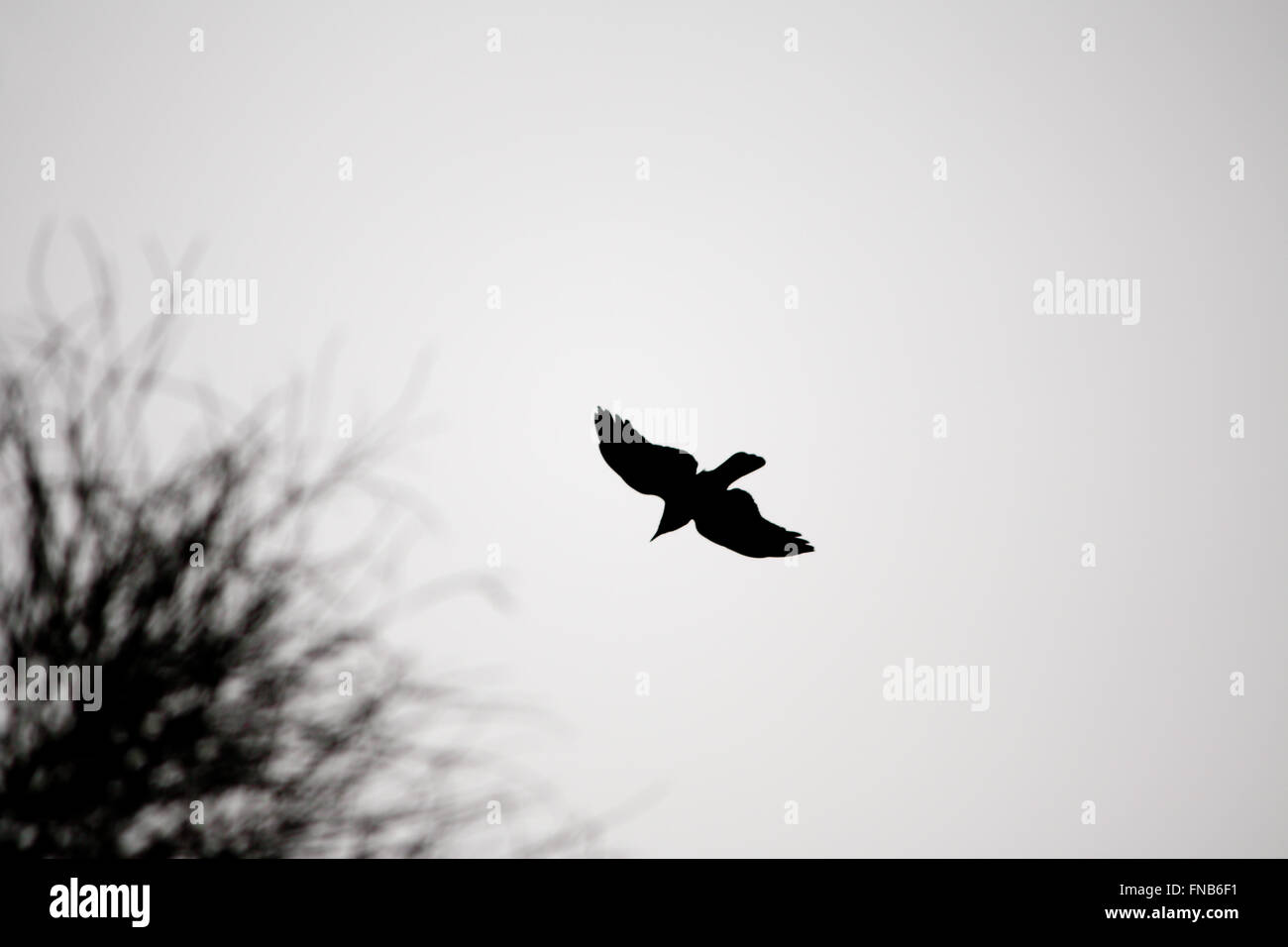 Krähe Silhouette von unten fliegen Stockfoto