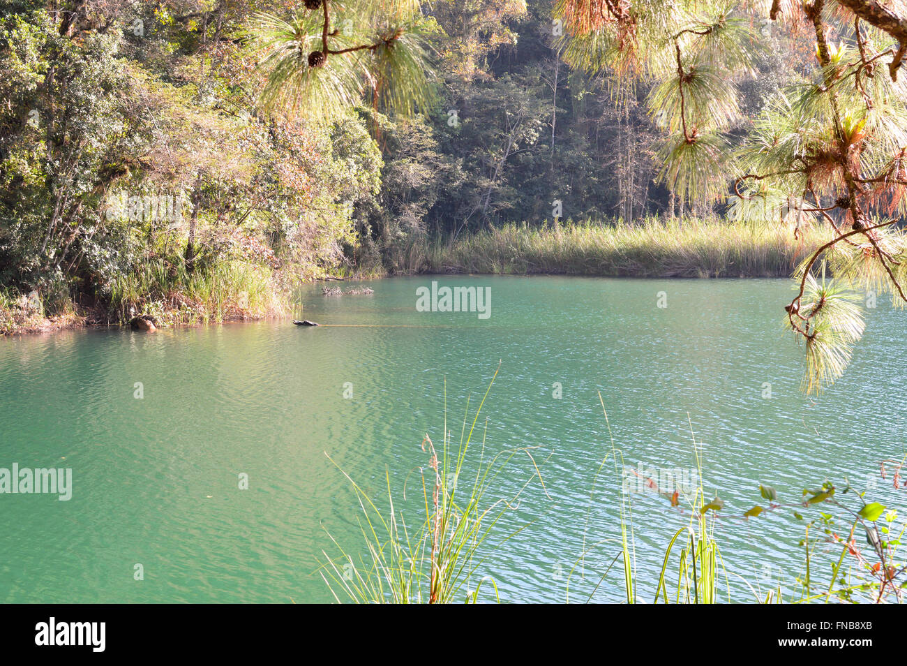 Pinien und die Seenlandschaft in Chiapas, Mexiko Stockfoto