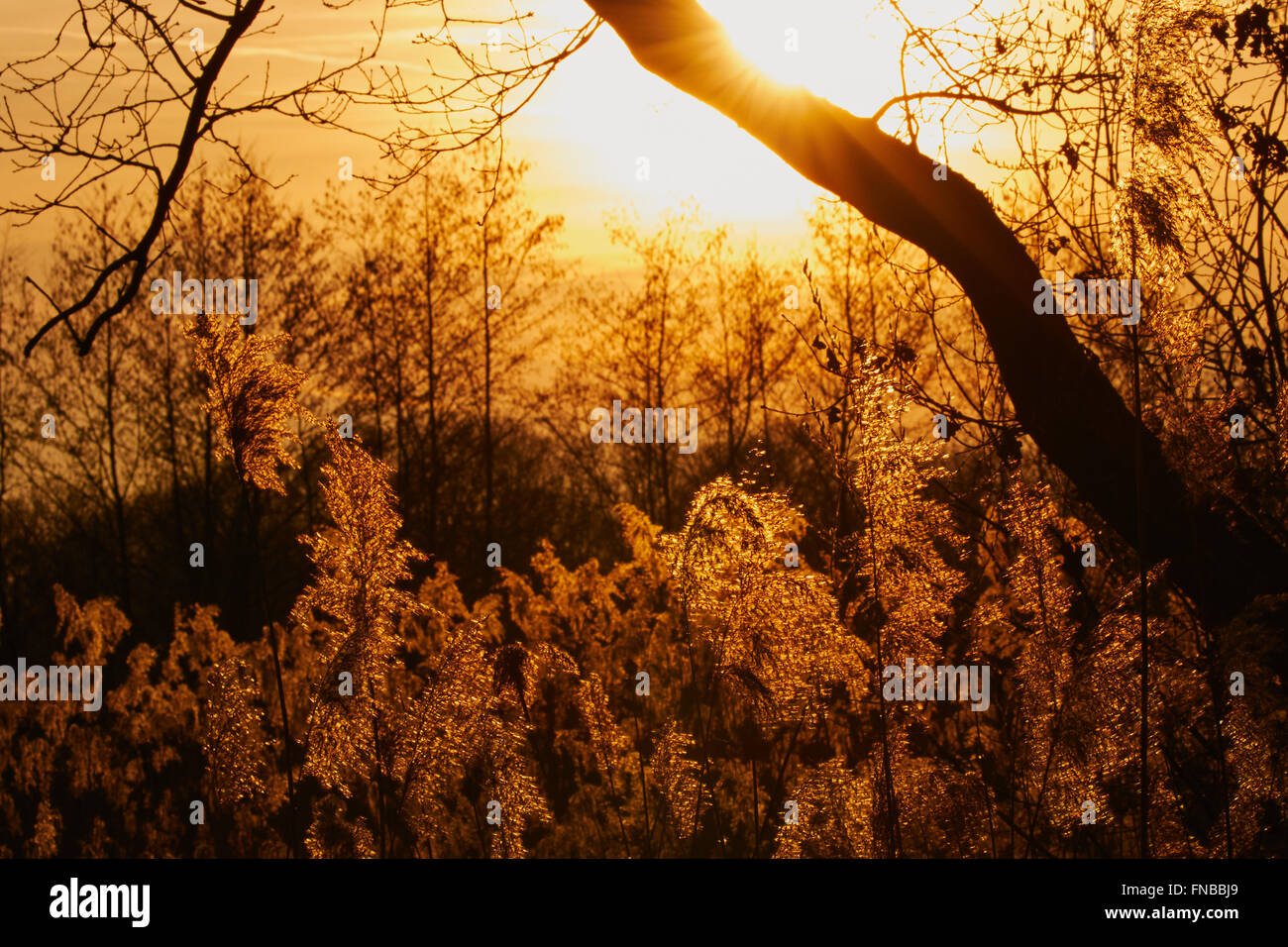 Sonnenuntergang mit Bäumen und Schilf in der Silhouette, die Sonne scheint in den Federn Stockfoto