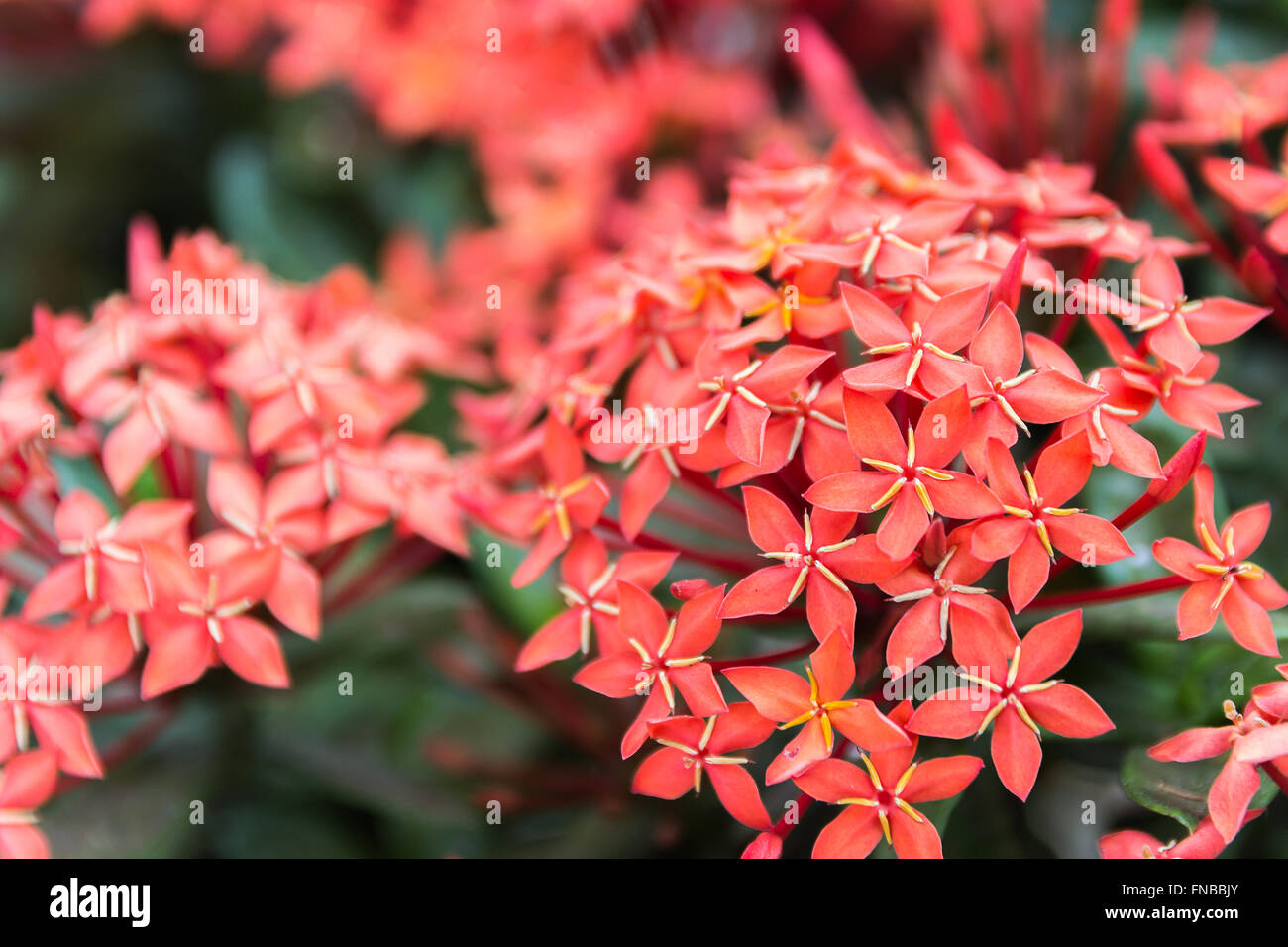 Schöne rote kleine Blumen Rubiaceae Ixora stricta.sensitive Fokus Stockfoto