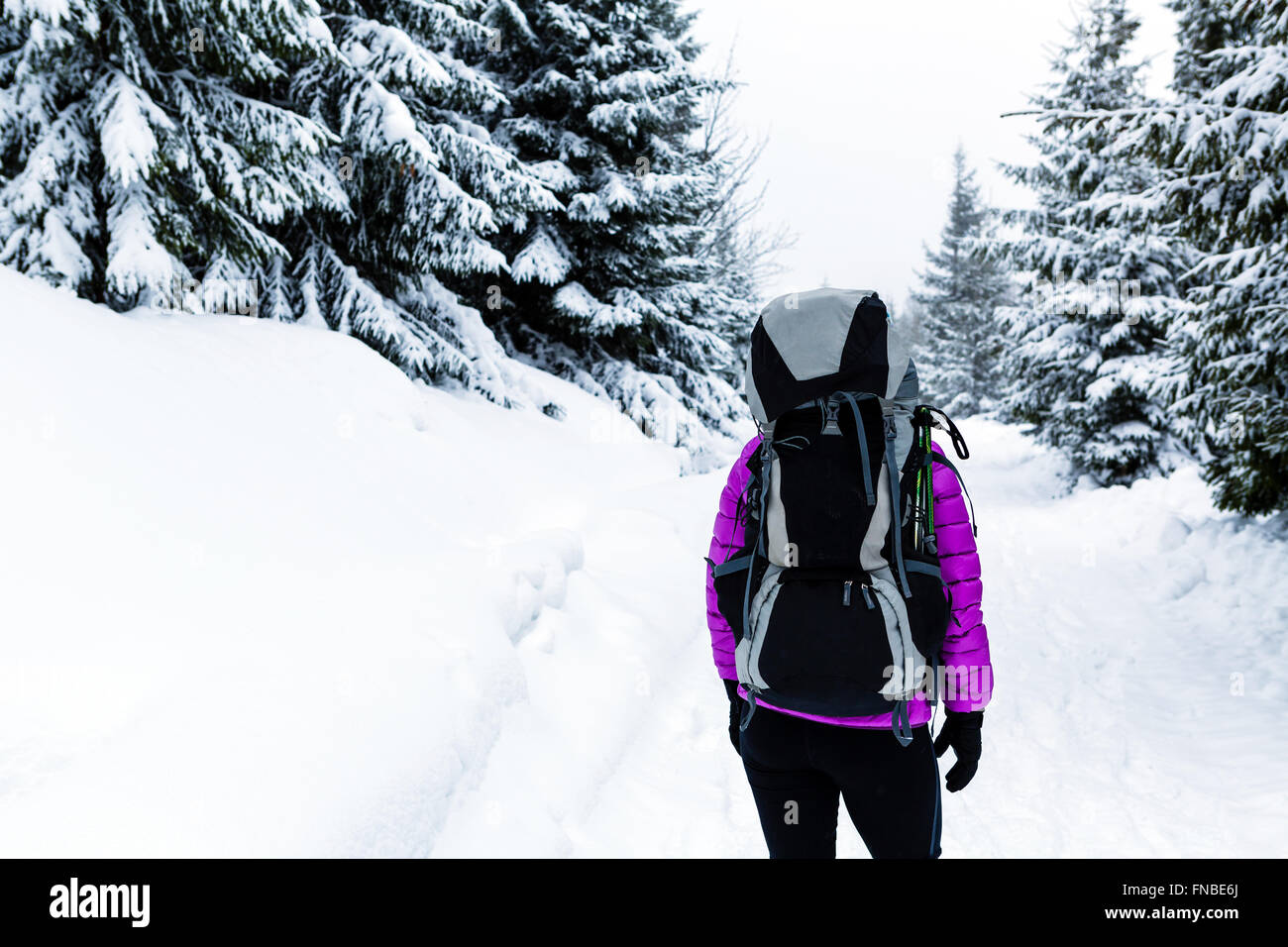 Frau, Wandern oder trekking im weißen Wald Winterwald mit Rucksack. Erholung, Fitness und einen gesunden Lebensstil im Freien im winter Stockfoto