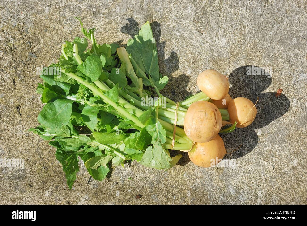 Rüben "goldenen Ball" Stockfoto